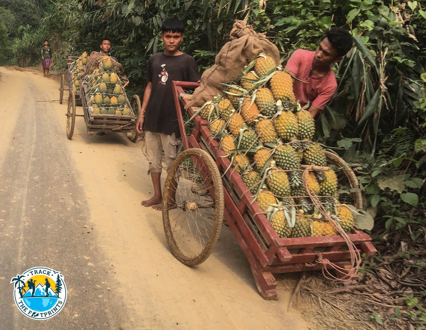 Pineapples in Sreemangal grows all the year