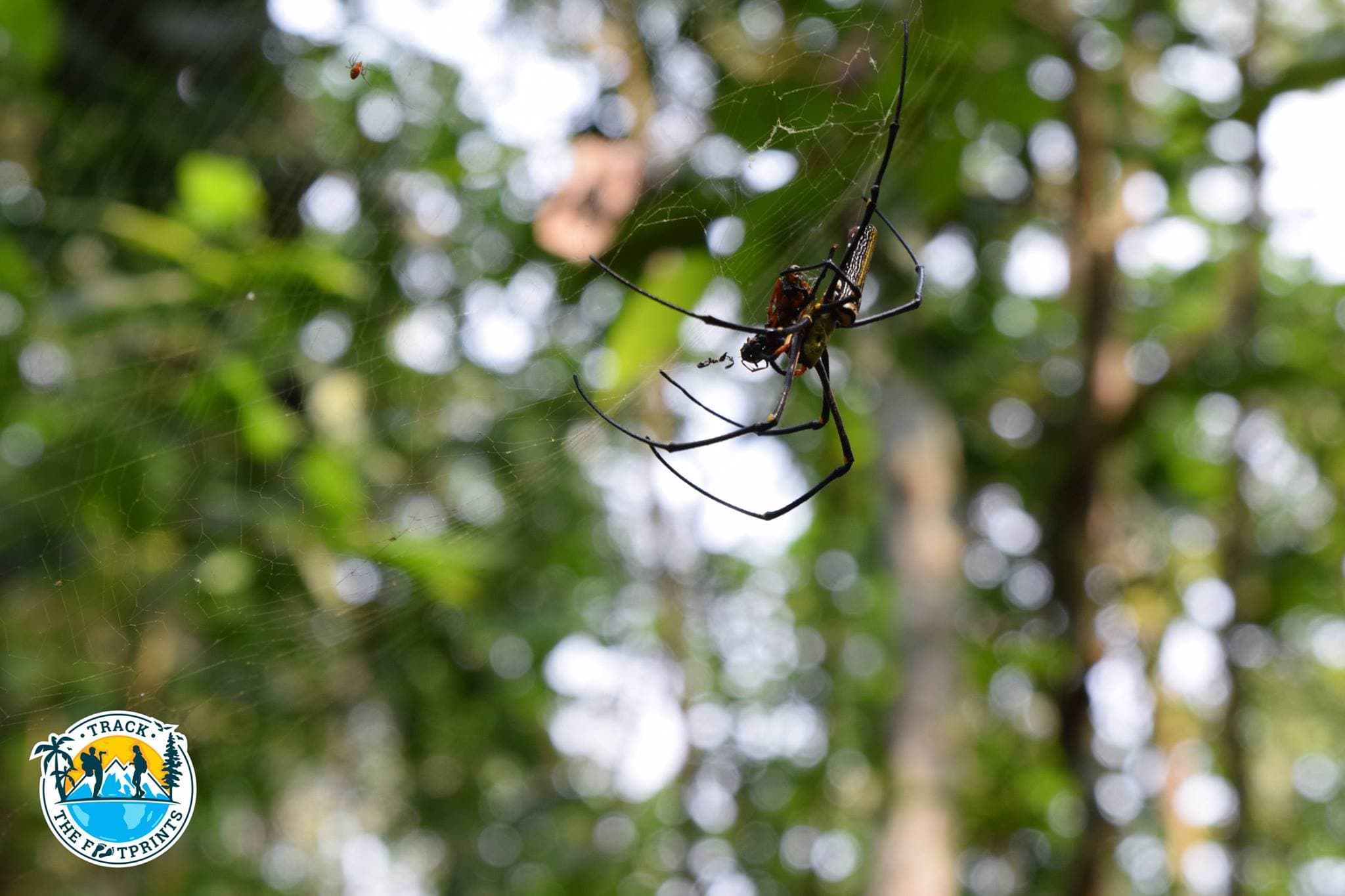 This beautiful (and big) spider eating his lunch ... Lawachara National Park