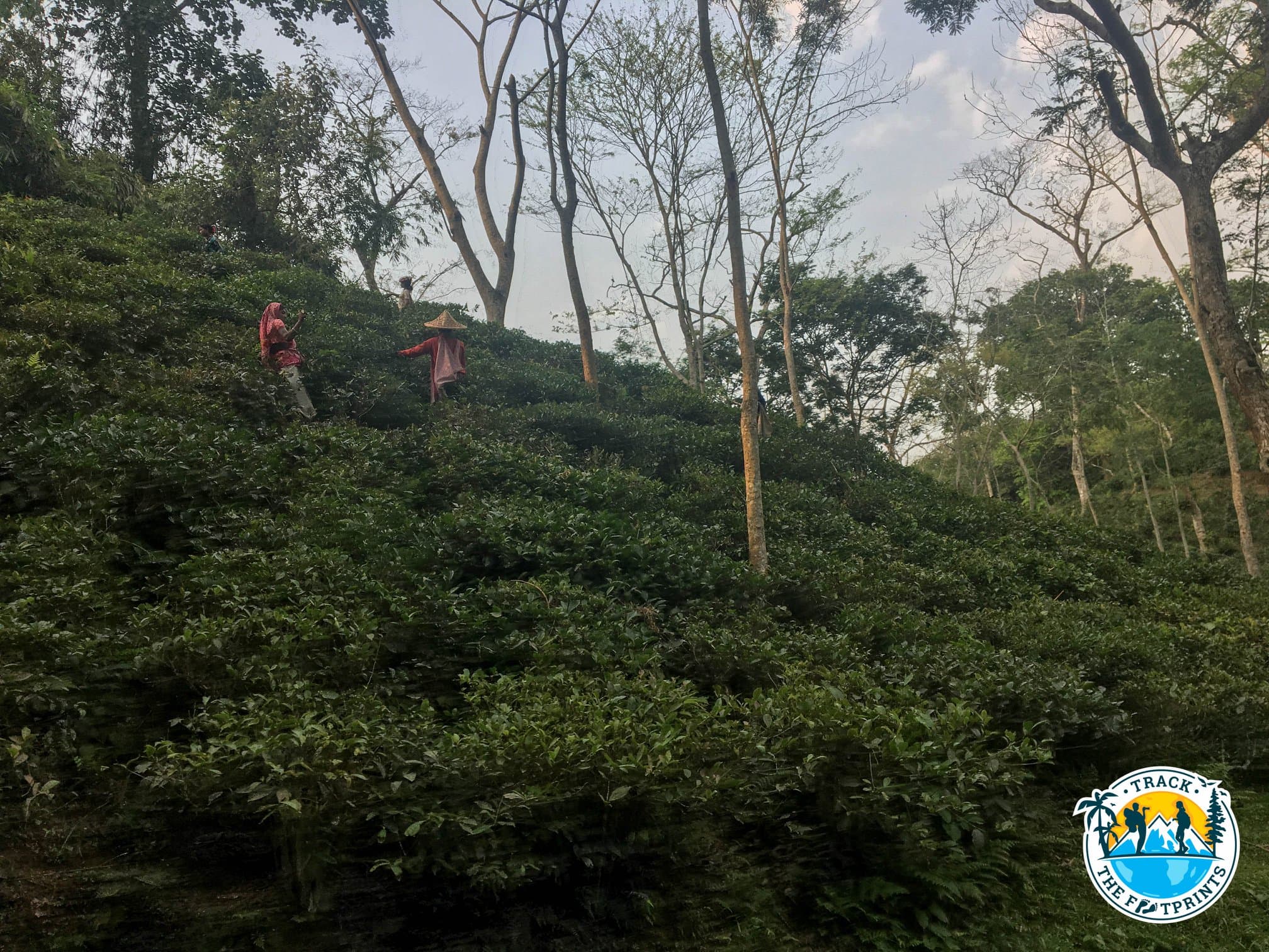 Tea plantation in Sreemangal