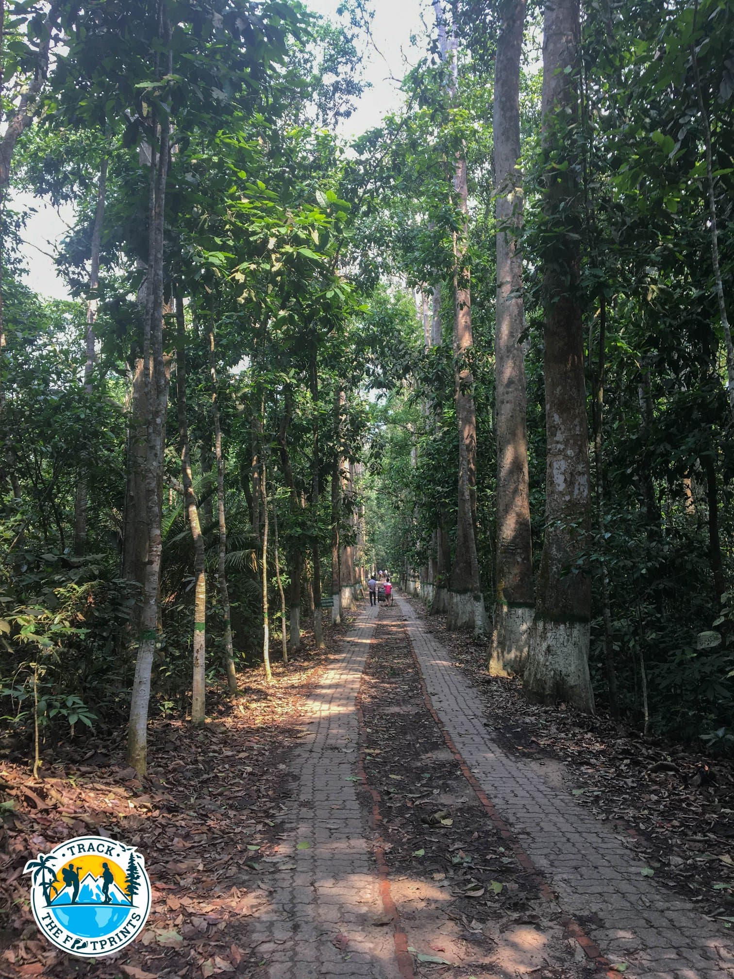 Start of our trek with Tapas Dash in the Lawachara National Park