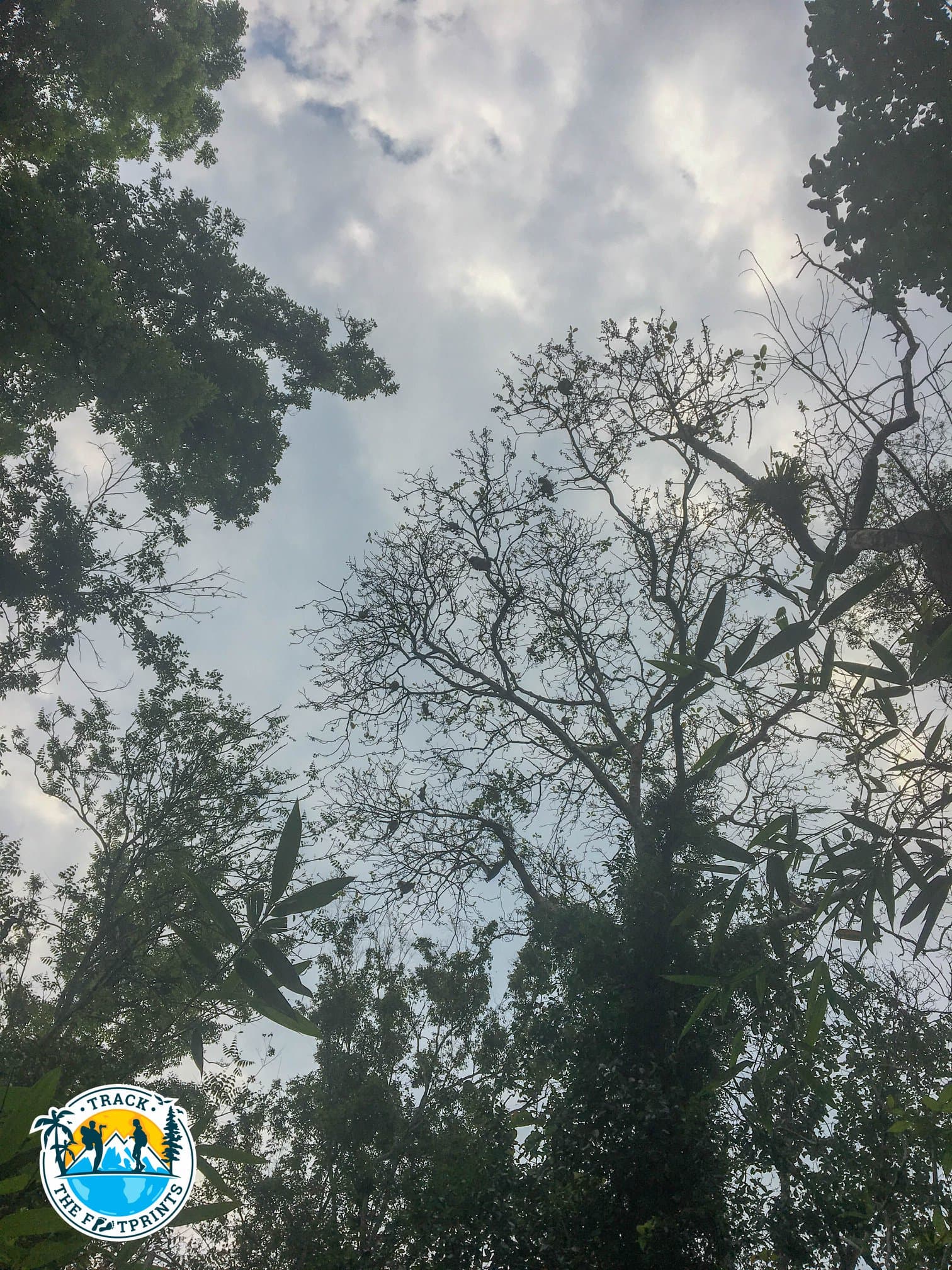 Lot of monkeys throwing some fruits to us ... ;-)