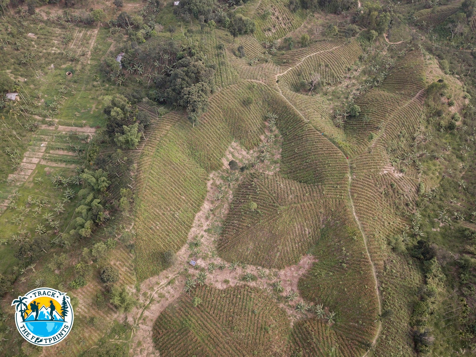 Pineapples plantations from above