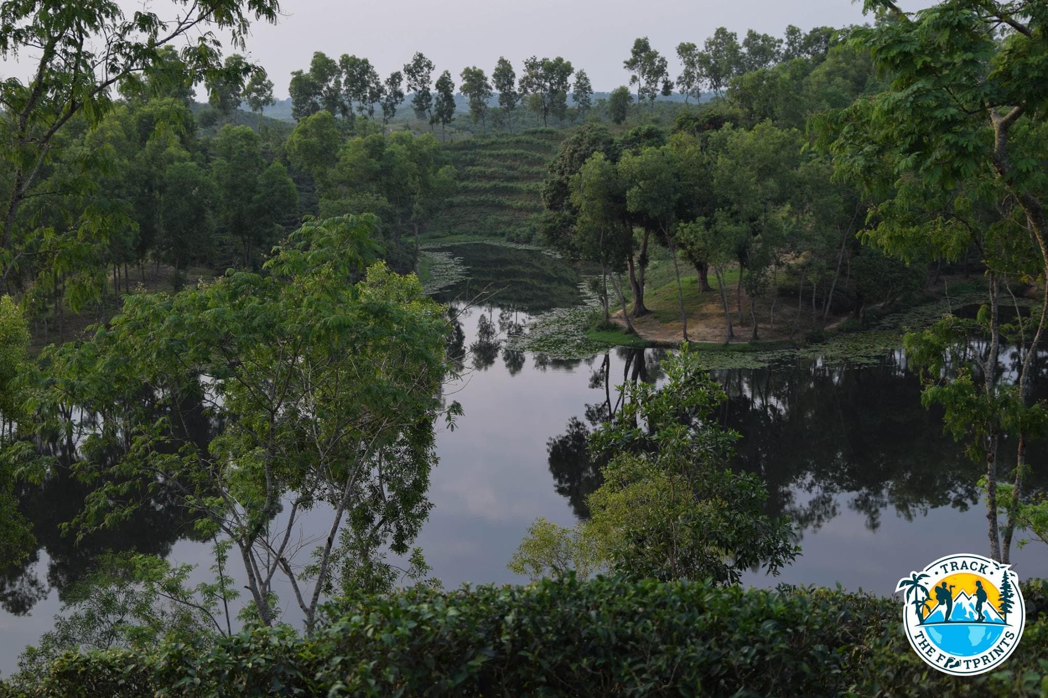 Lotus lake in Sreemangal