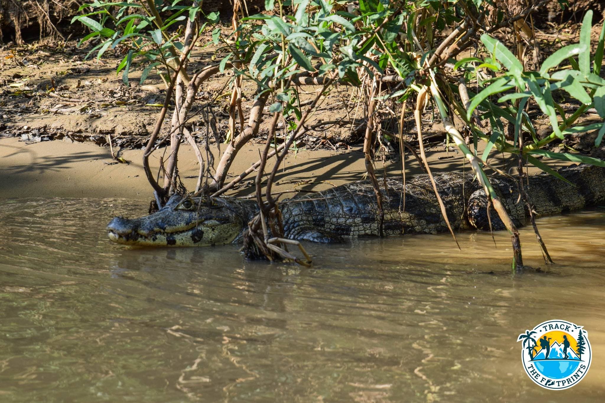 Alligator, Amazônia