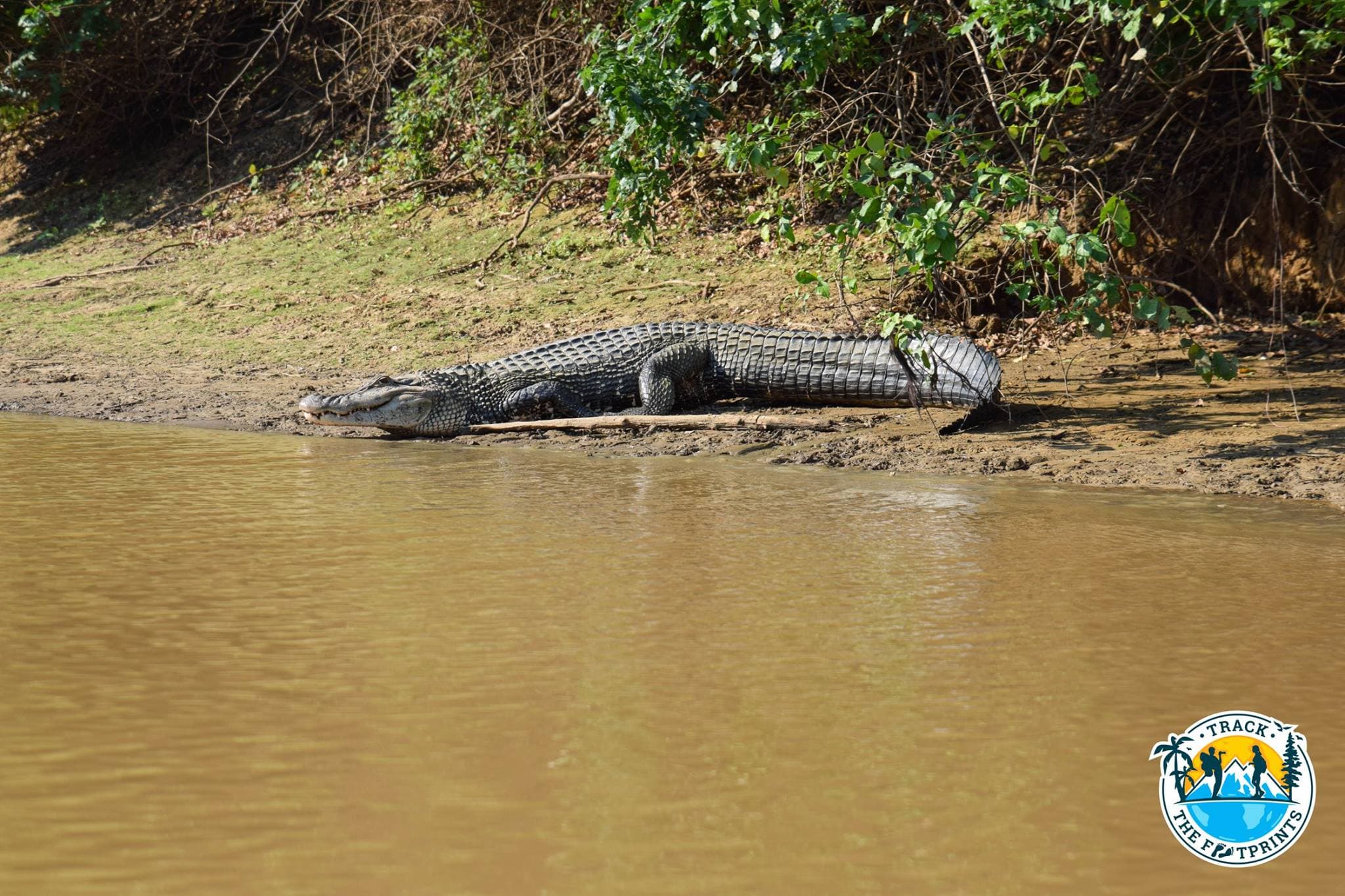 This is a big caiman