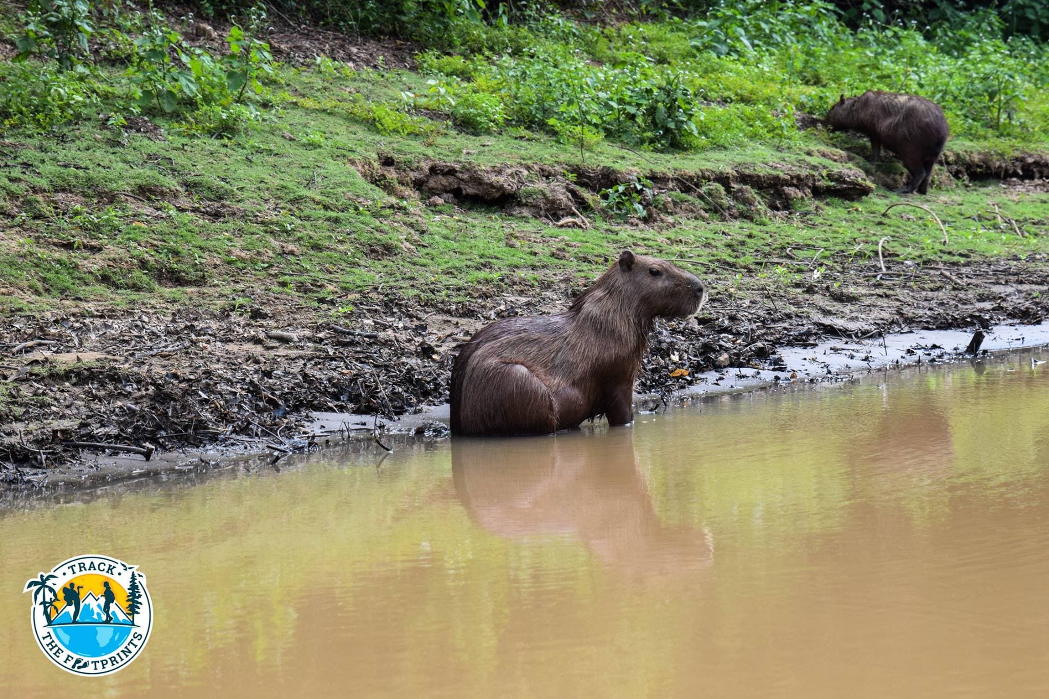 Lot of innocent capybaras along the river