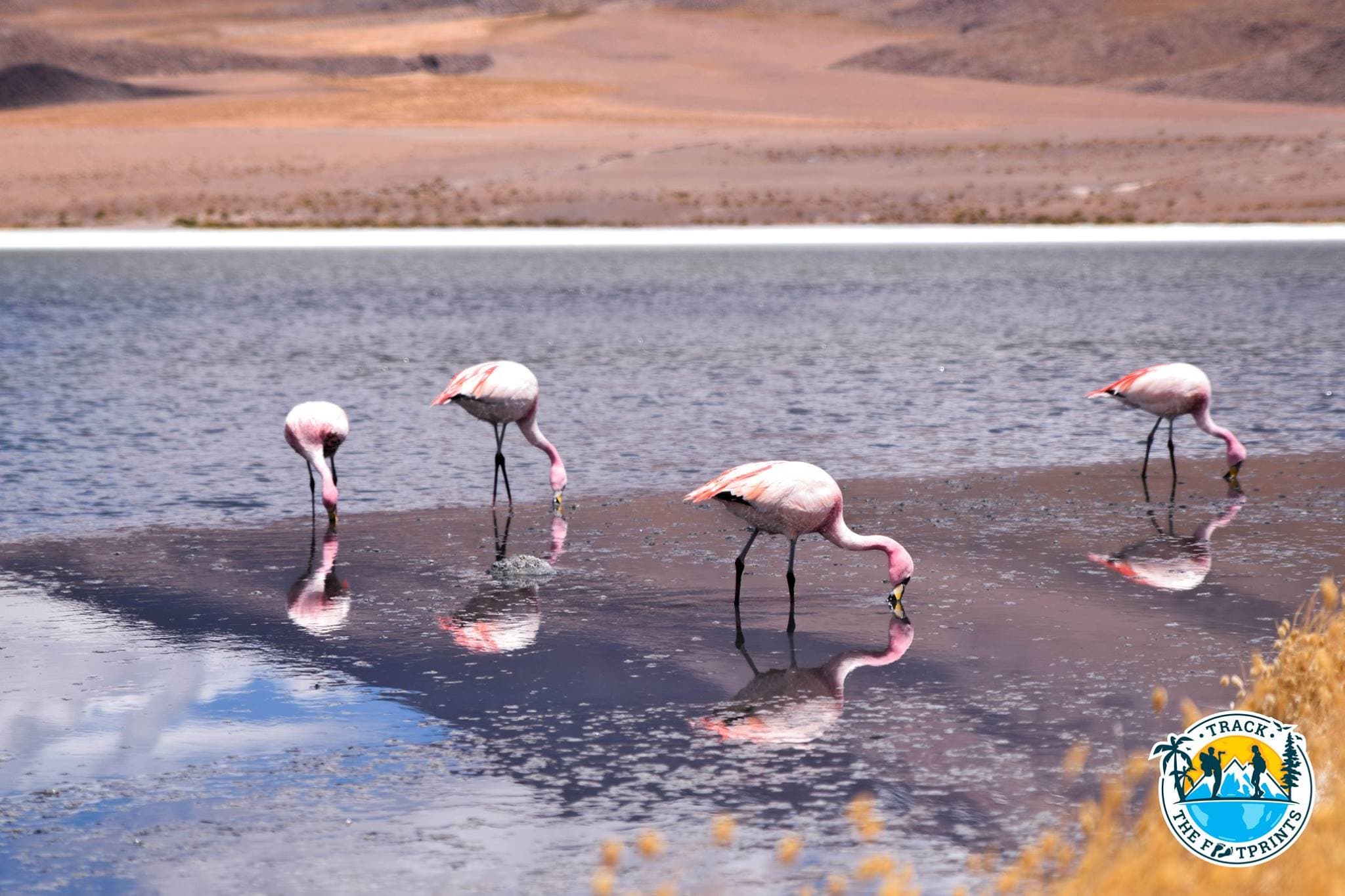 One of the lagoons with beautiful pink flamingos! Salar de Uyuni