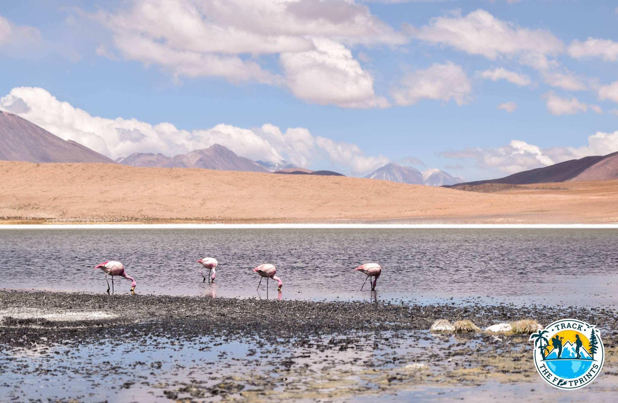 One of the lagoons with beautiful pink flamingos! Salar de Uyuni