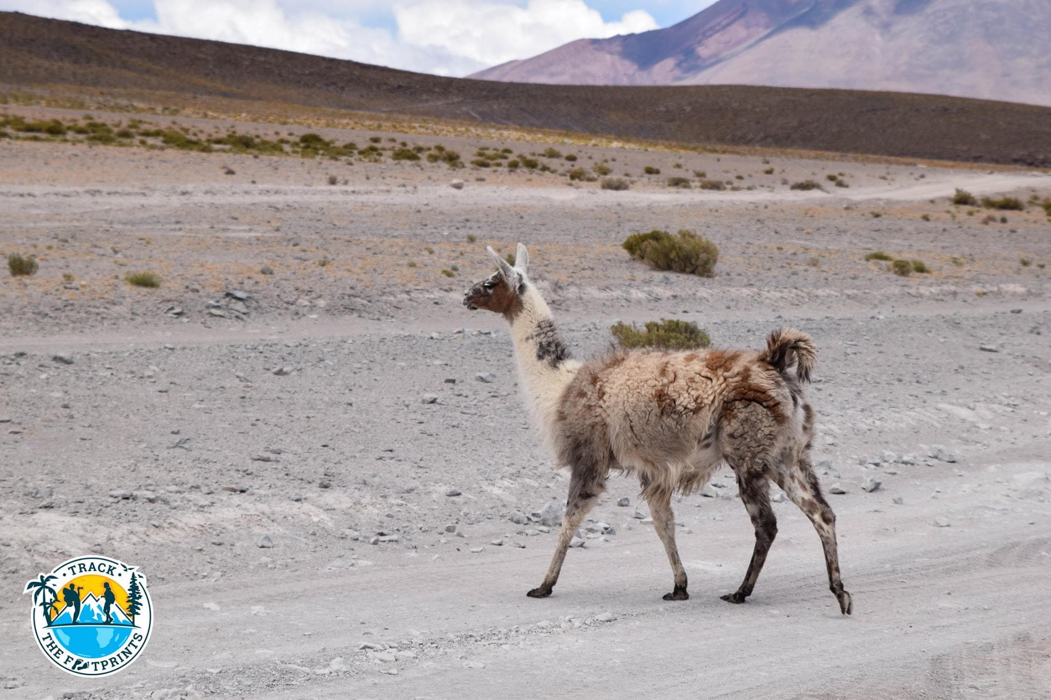 Lamas de Salar de Uyuni