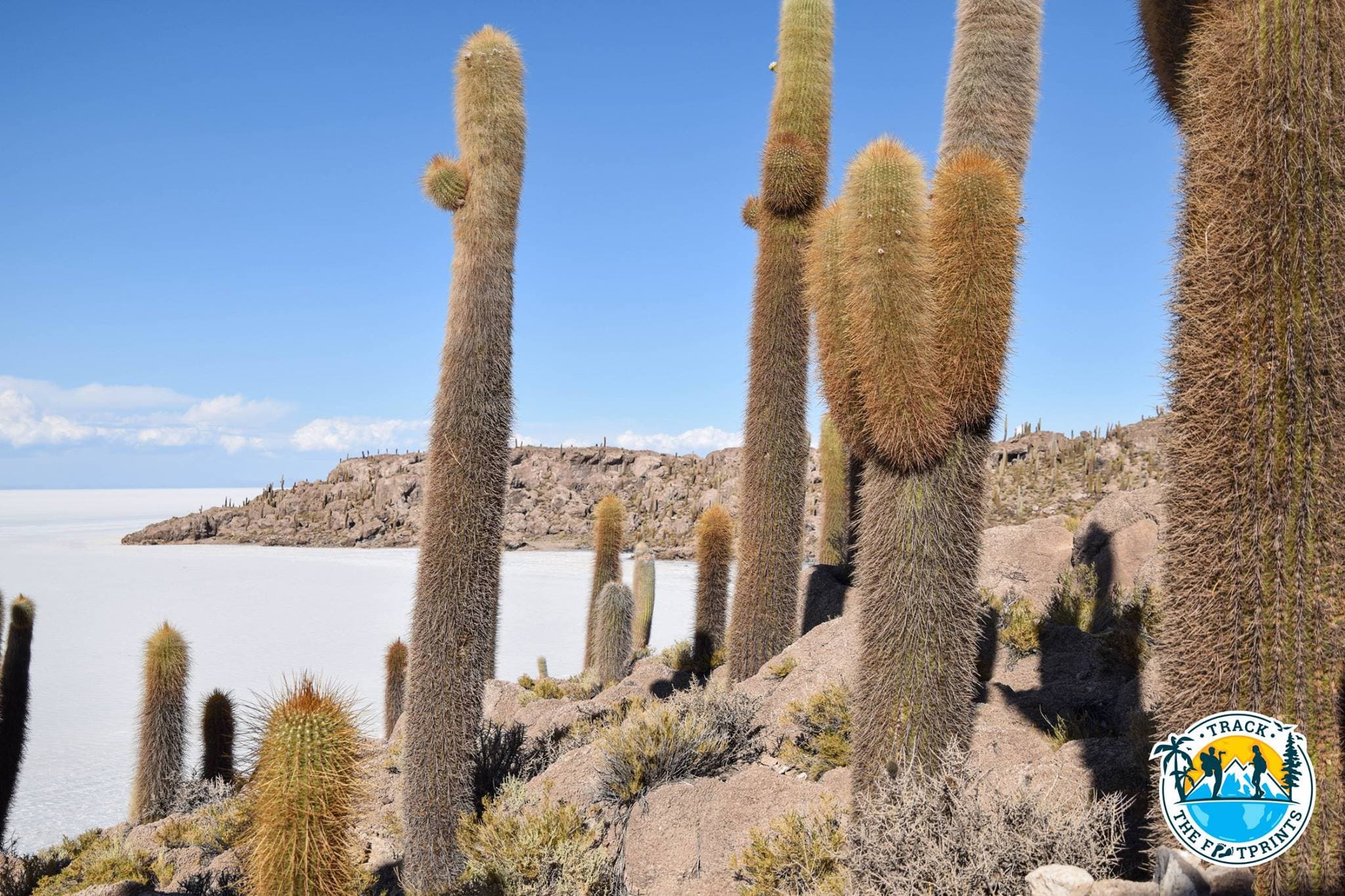 Isla Del Pescado, Salar de Uyuni, Bolivia