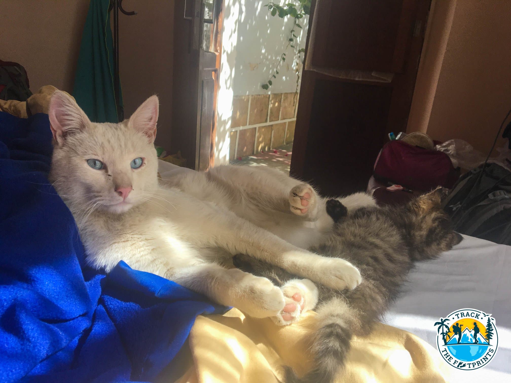 Our best friend in the guesthouse!