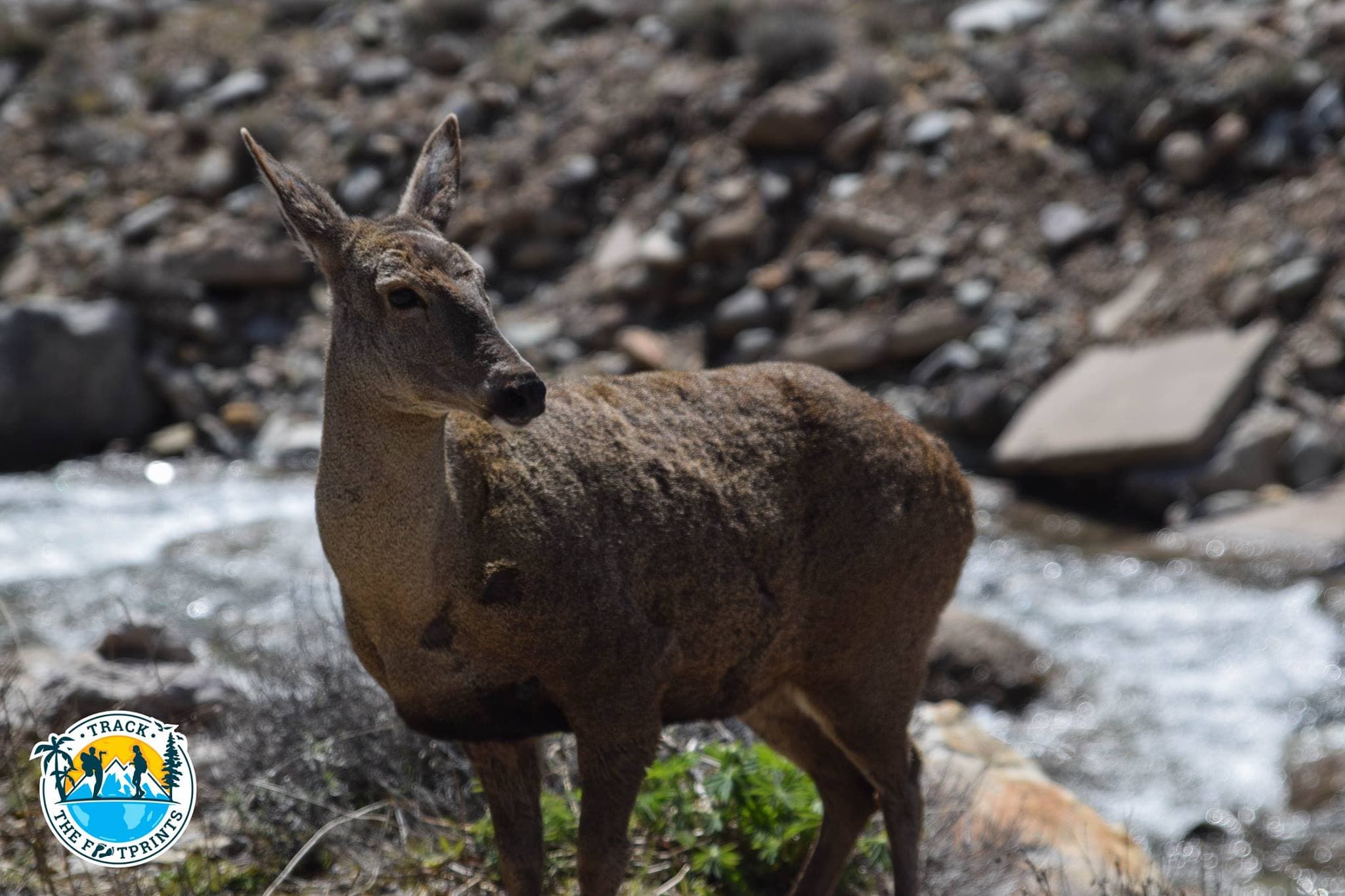 A beautiful deer we saw from very close on the Carretera Austral