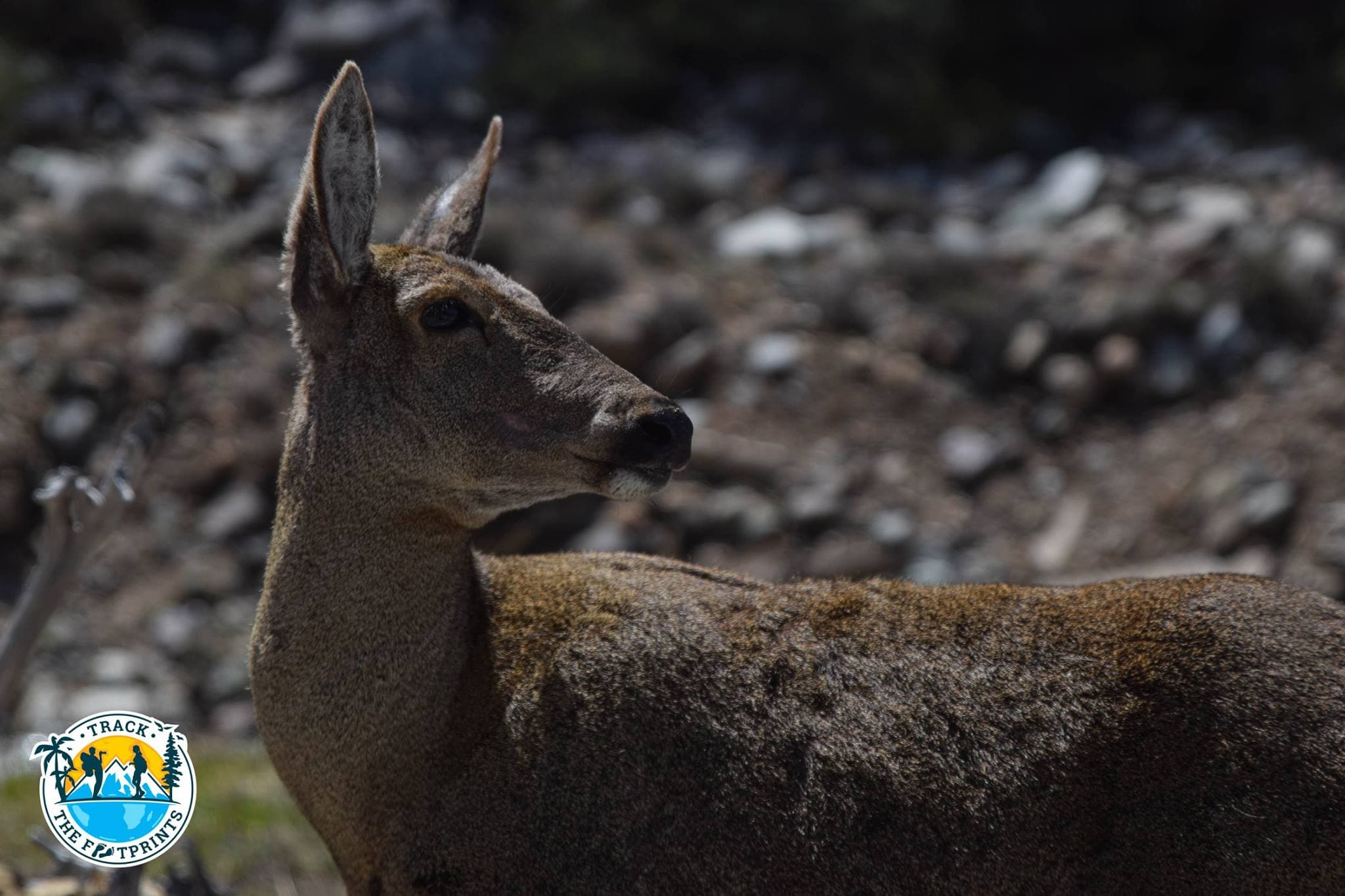 A beautiful deer we saw from very close on the Carretera Austral
