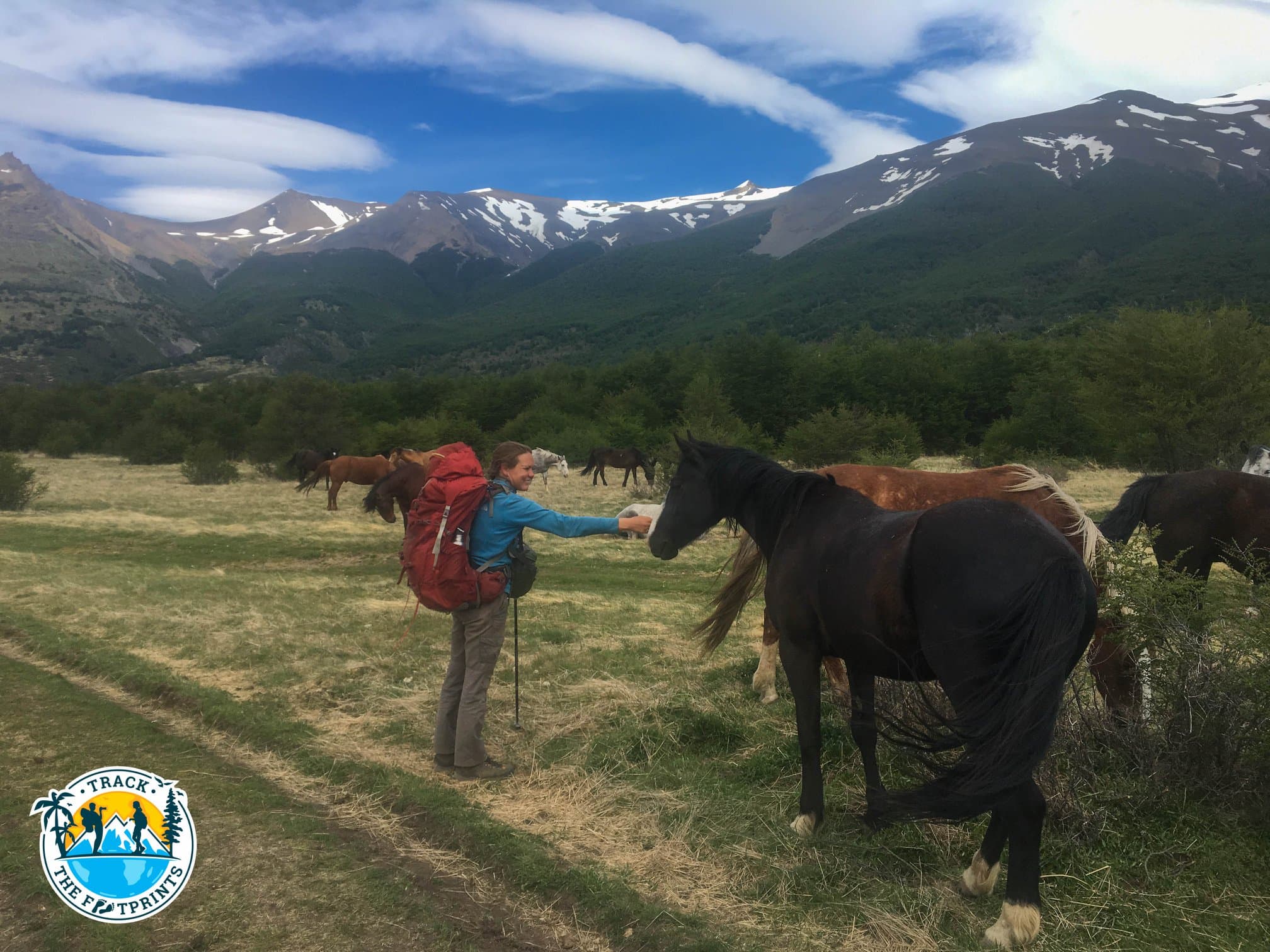 Lovely horse — Torres Del Paine National Park