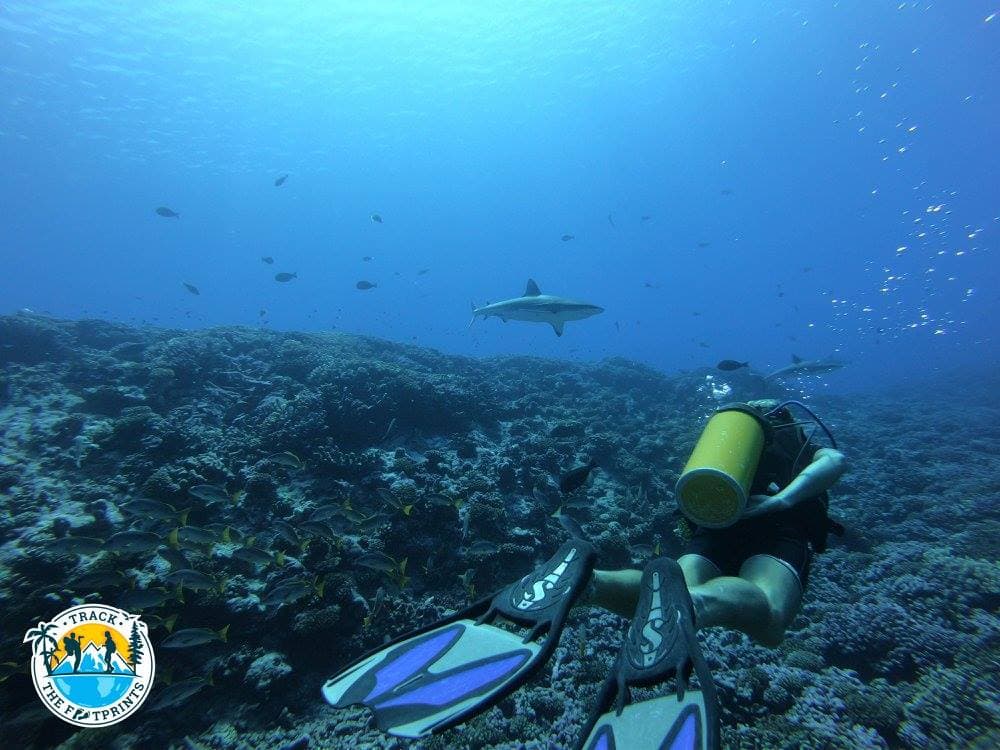 Our first dive with Kaina Plongée Fakarava Diving Center