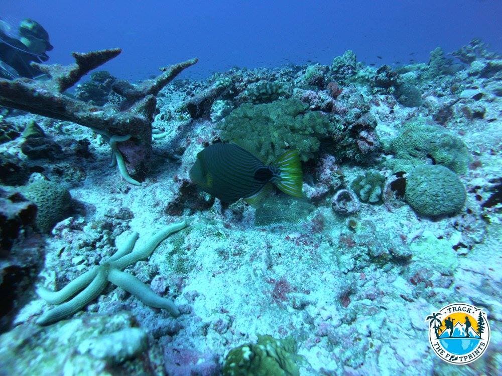 Sometimes, you just need to look in front of you to see beautiful things under water
