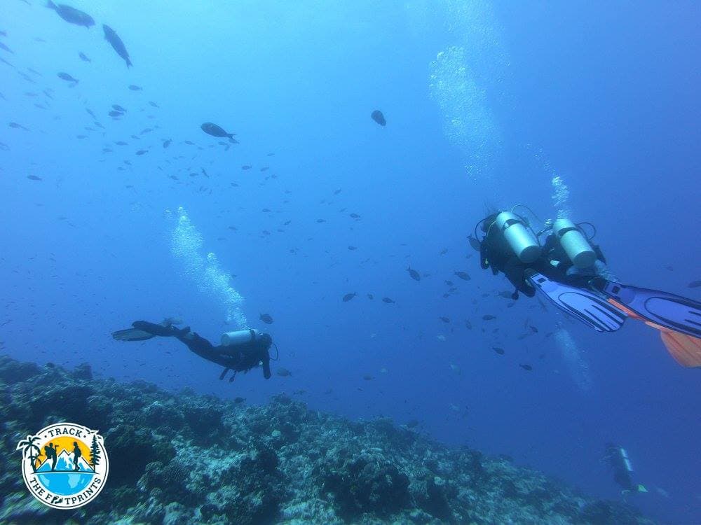 So many things to see when diving!