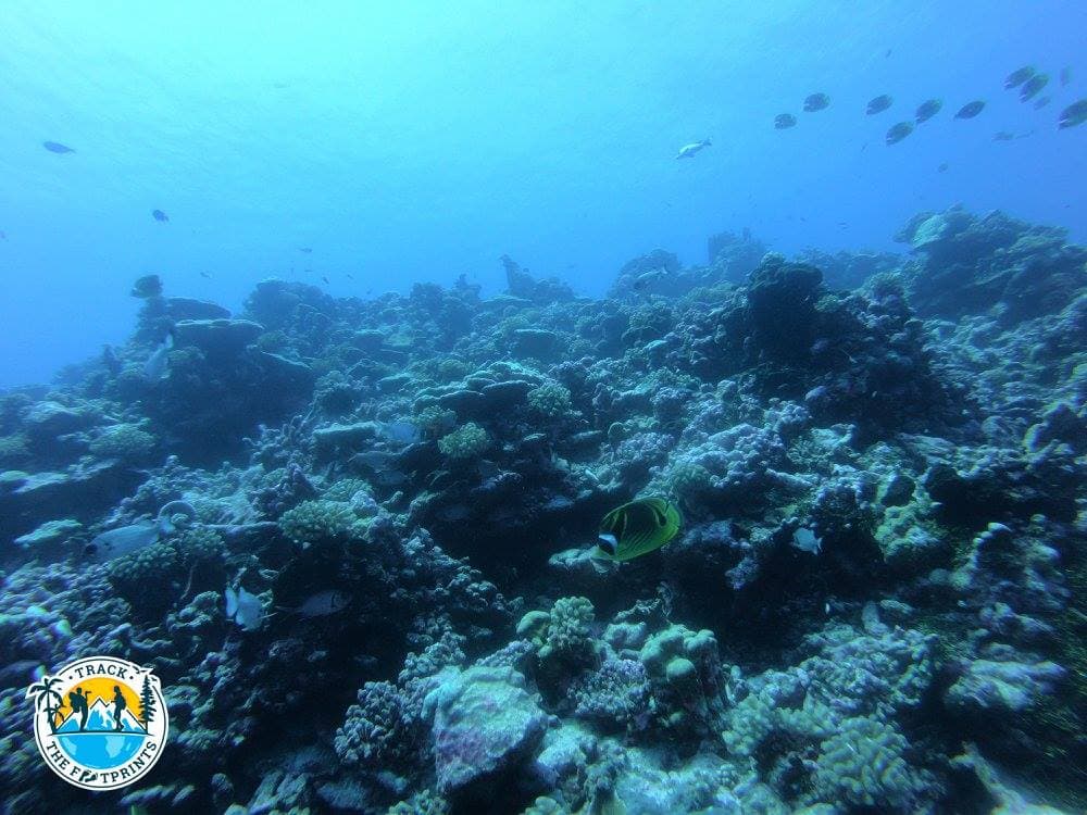 Just a taste of the colors you can see there!