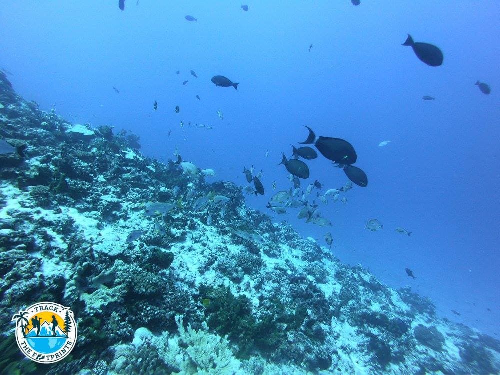 Fish, fish, and fish again!