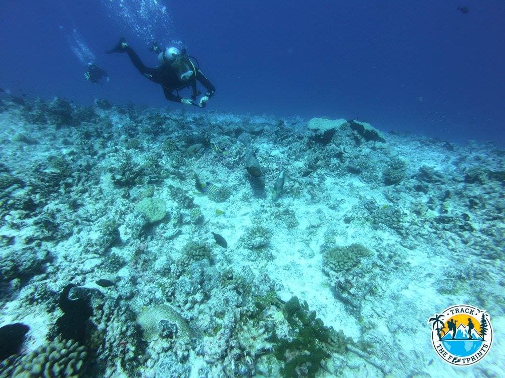 There are strange and interesting fish in the ocean for sure...