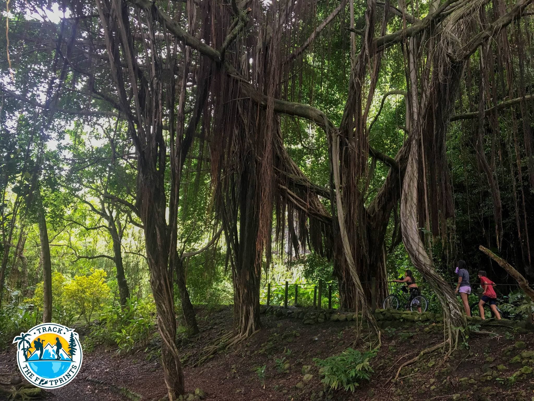 Welcome to the jungle! The De Maraa caves in the south of Tahiti.
