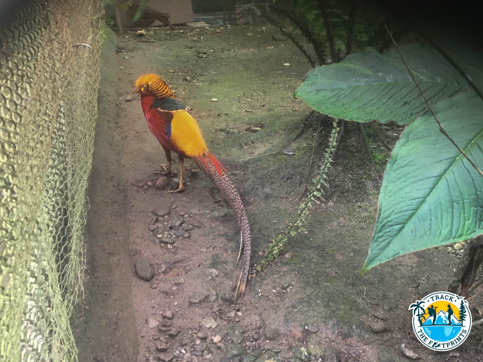 Golden Pheasant — Himalayan Zoological Park
