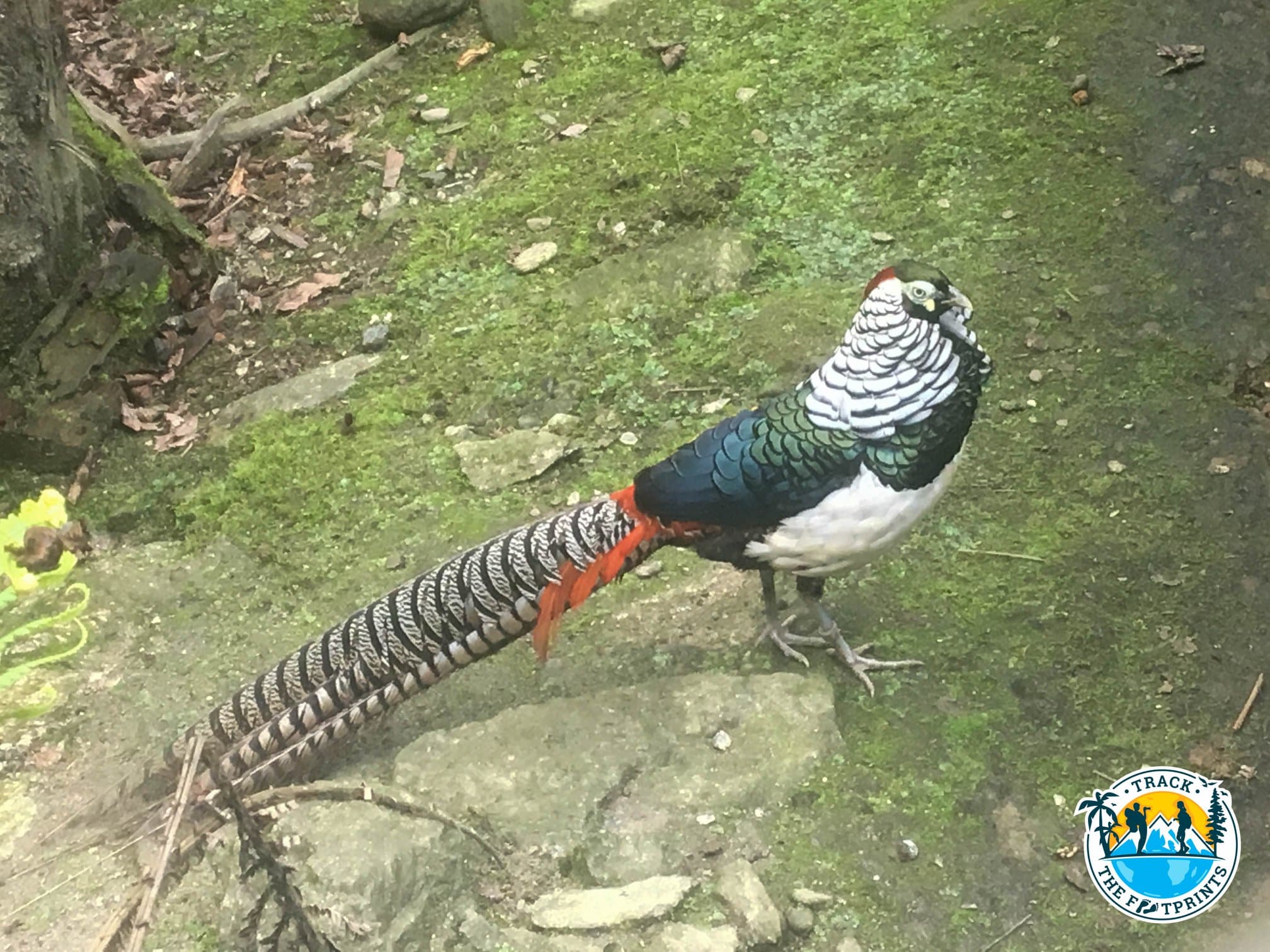 Lady Amherst's Pheasant — Himalayan Zoological Park