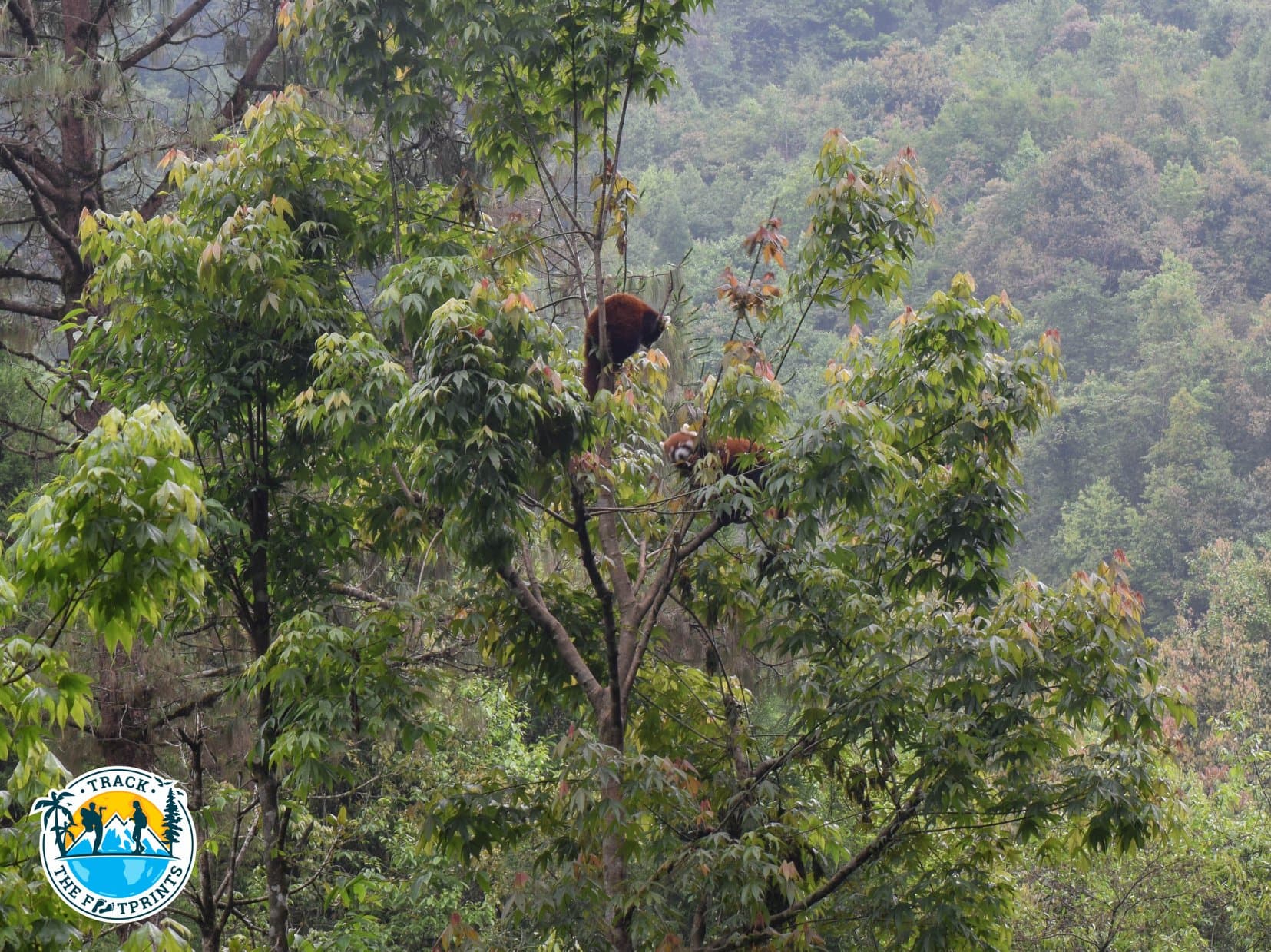 Red Panda — Himalayan Zoological Park