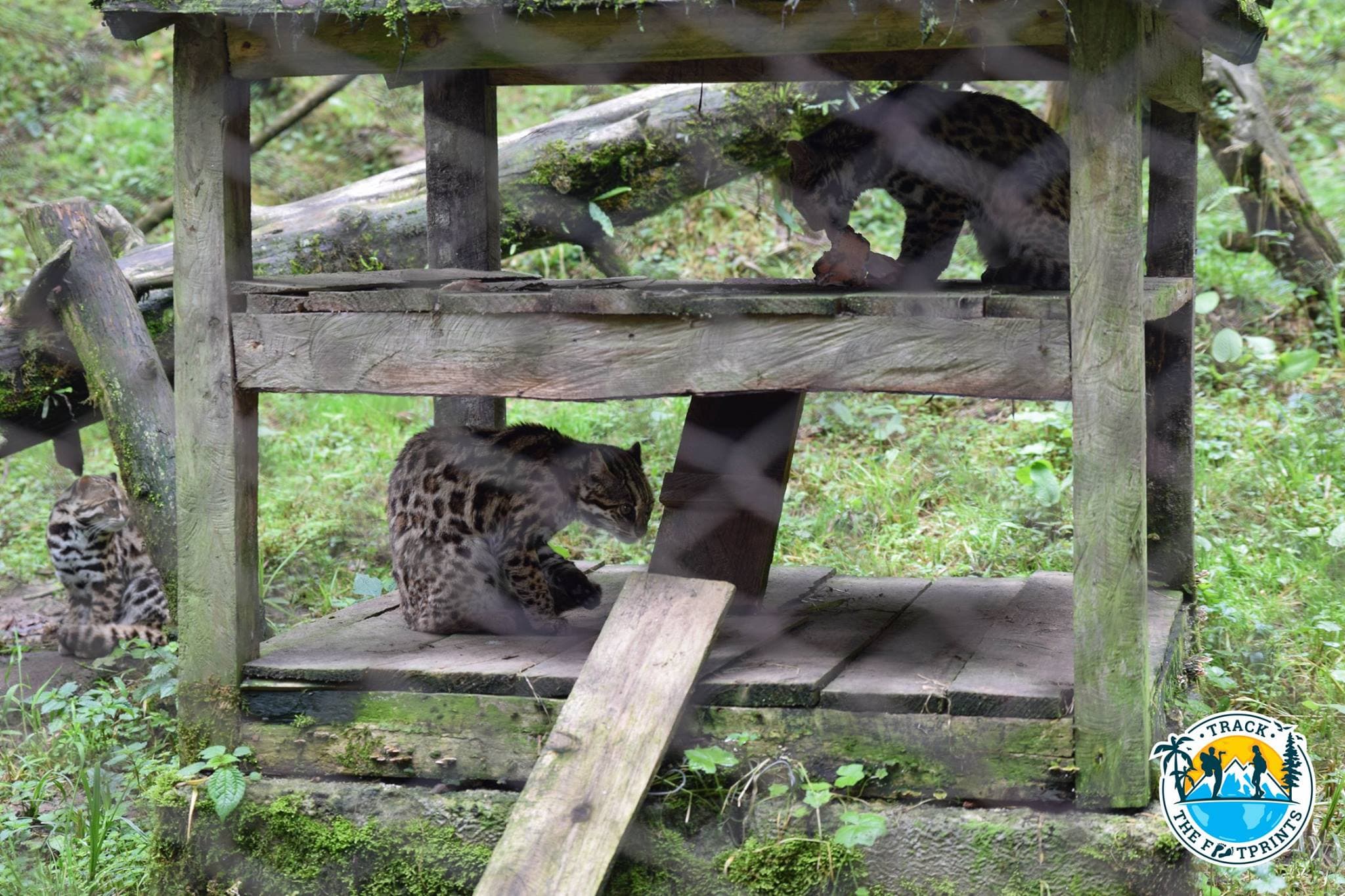 Leopard Cats — Himalayan Zoological Park