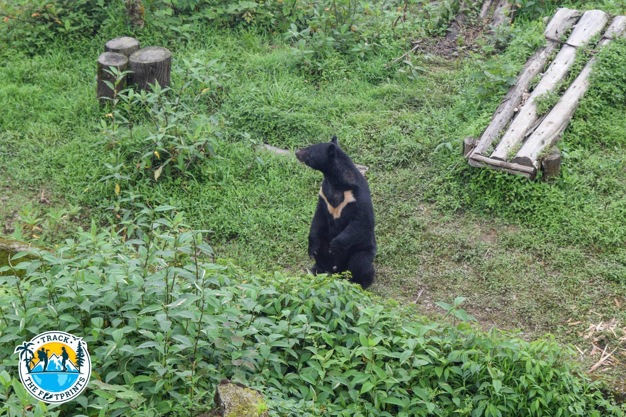 Black Himalayan Bear — Himalayan Zoological Park