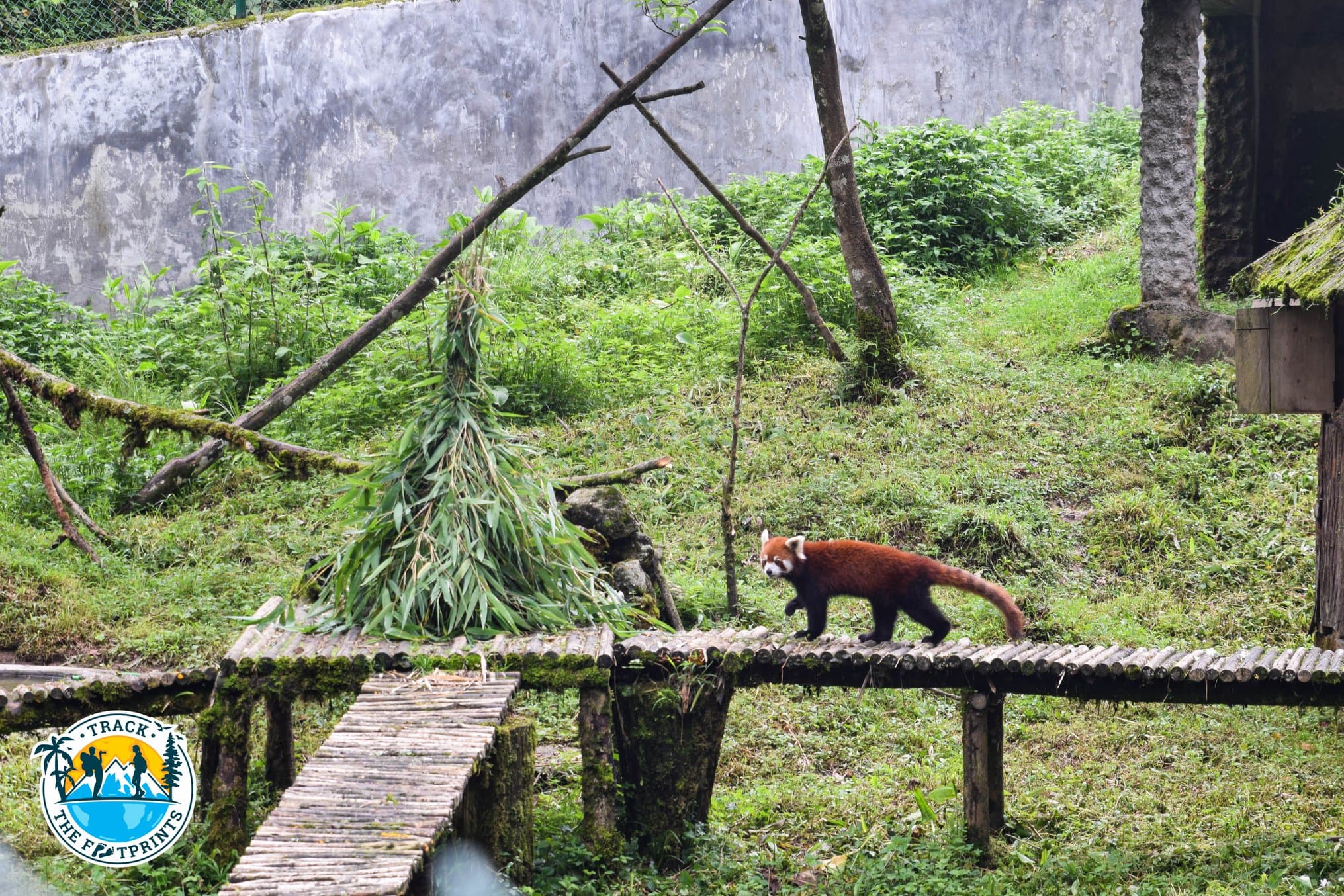 Red Panda — Himalayan Zoological Park