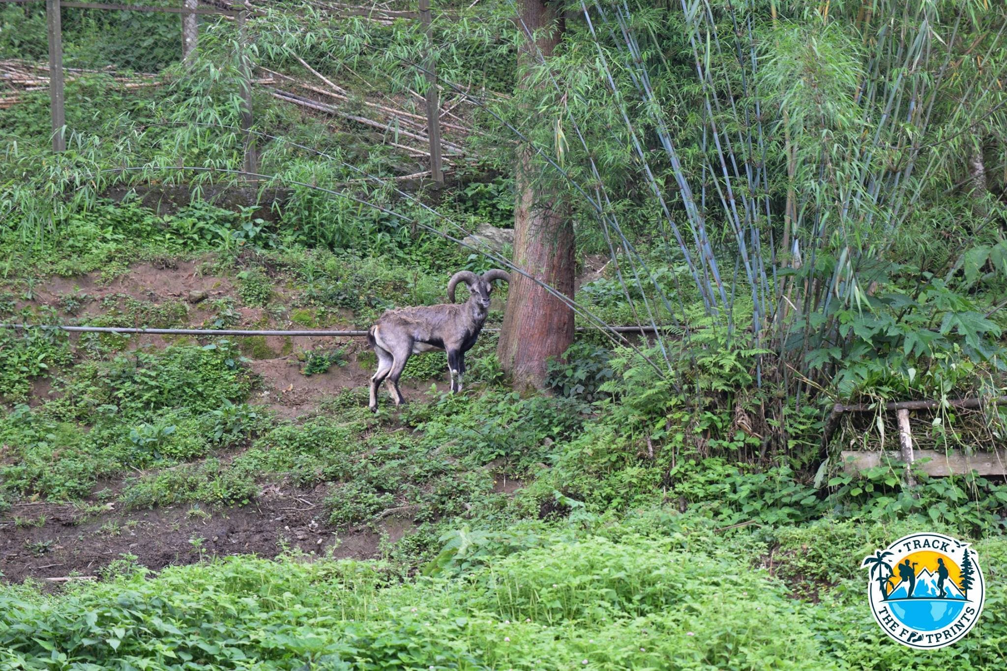 Blue Sheep — Himalayan Zoological Park