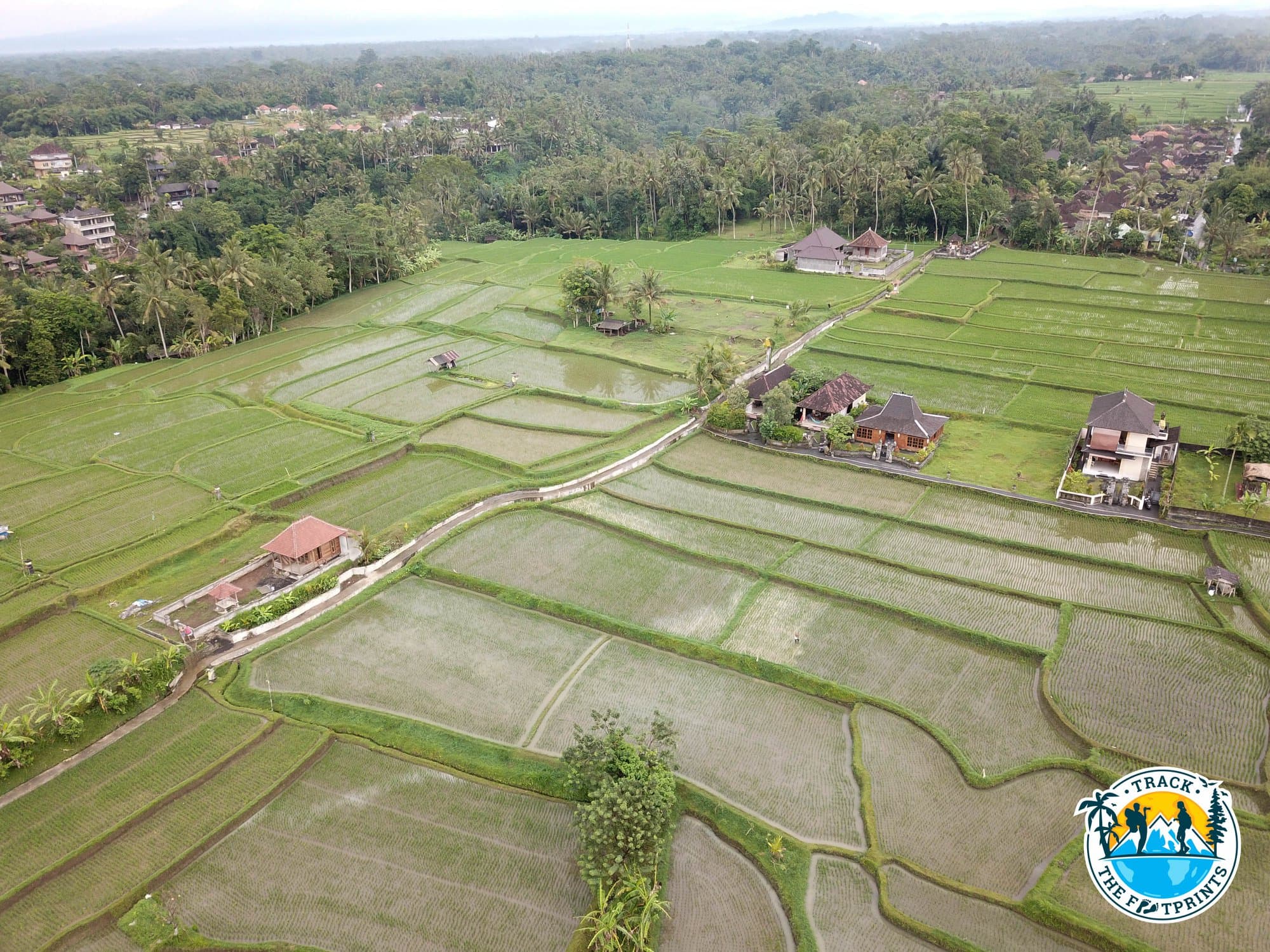 Visiting rice fields during Campuhan Ridge Walk