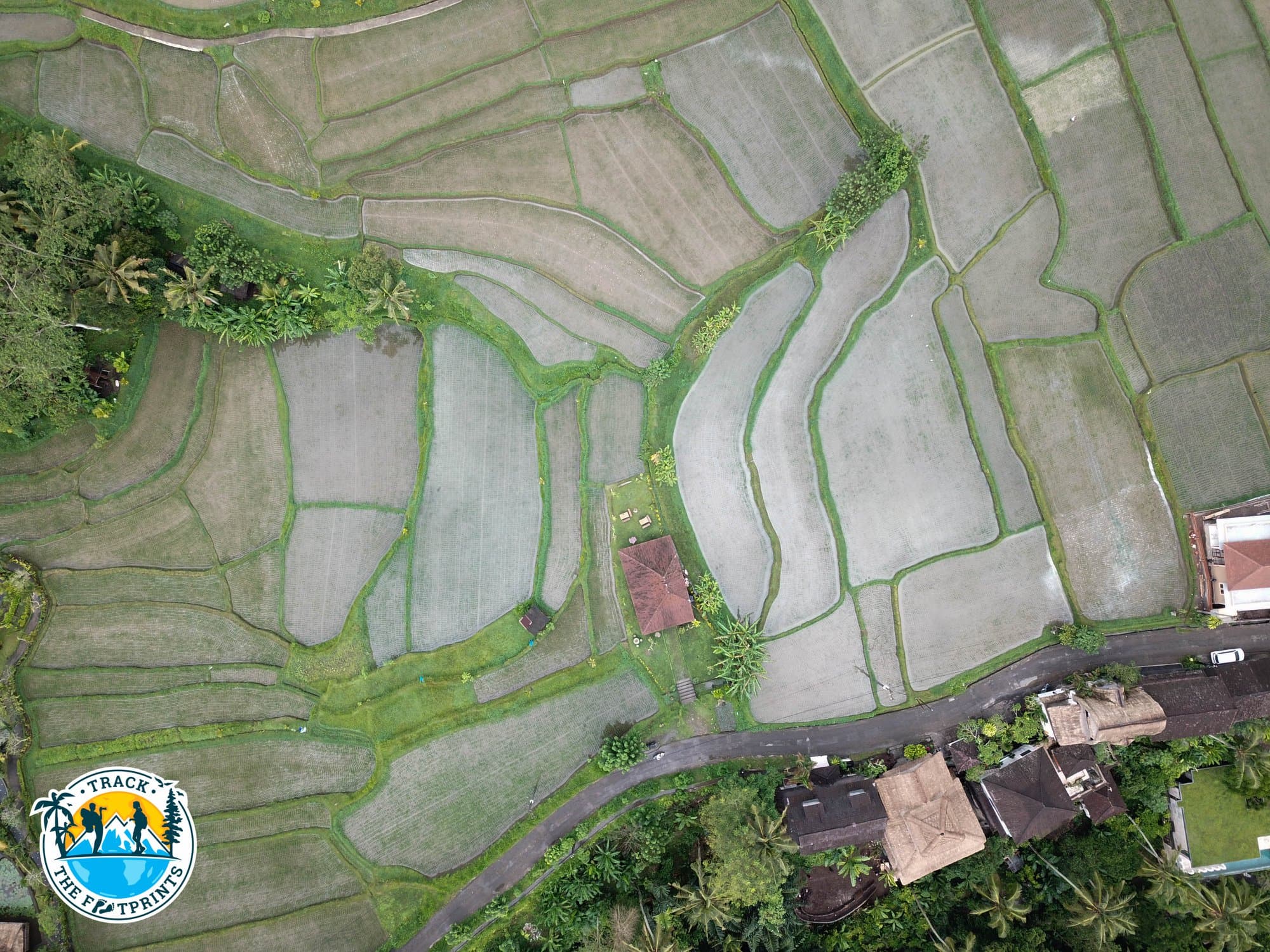 Rice fields from above. Campuhan Ridge Walk