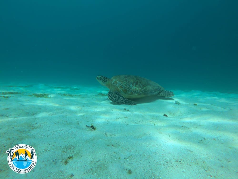 The turtle was chilling