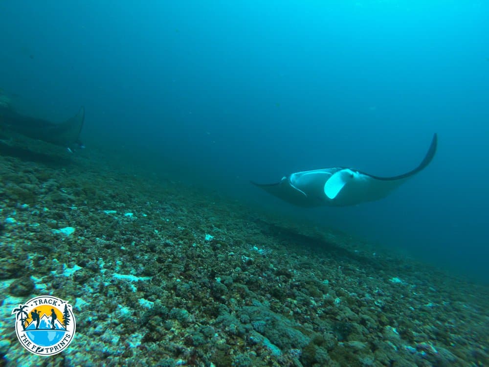 Two mantas just for us!