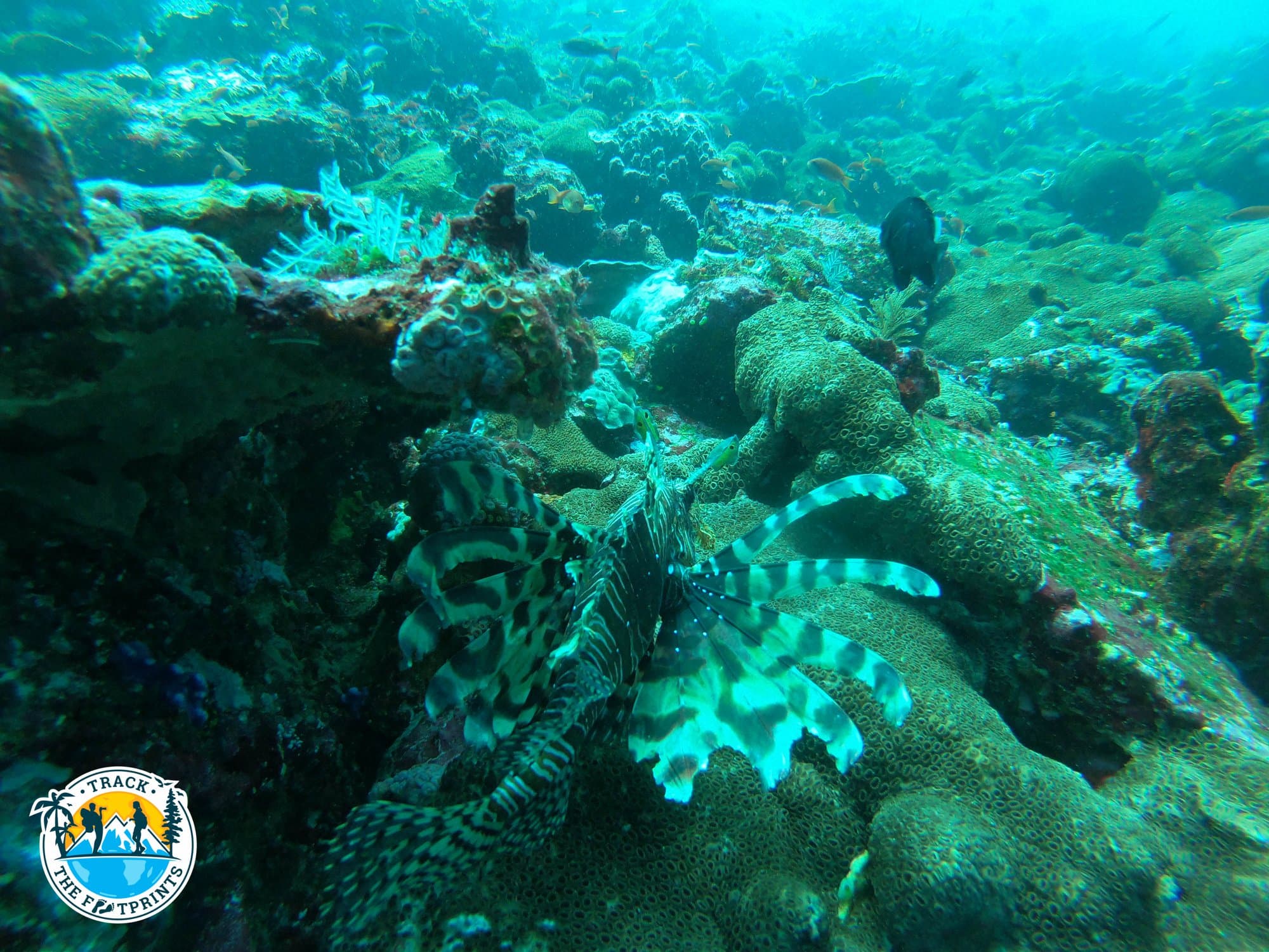 A beautiful Lion Fish, Komodo National Park