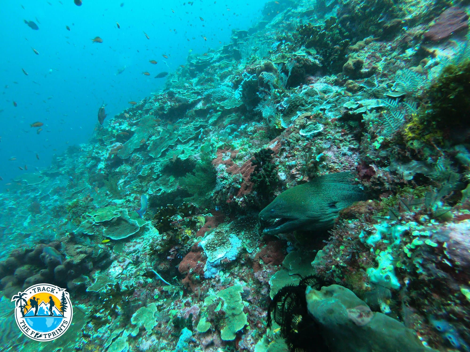 A big Eel showed her face