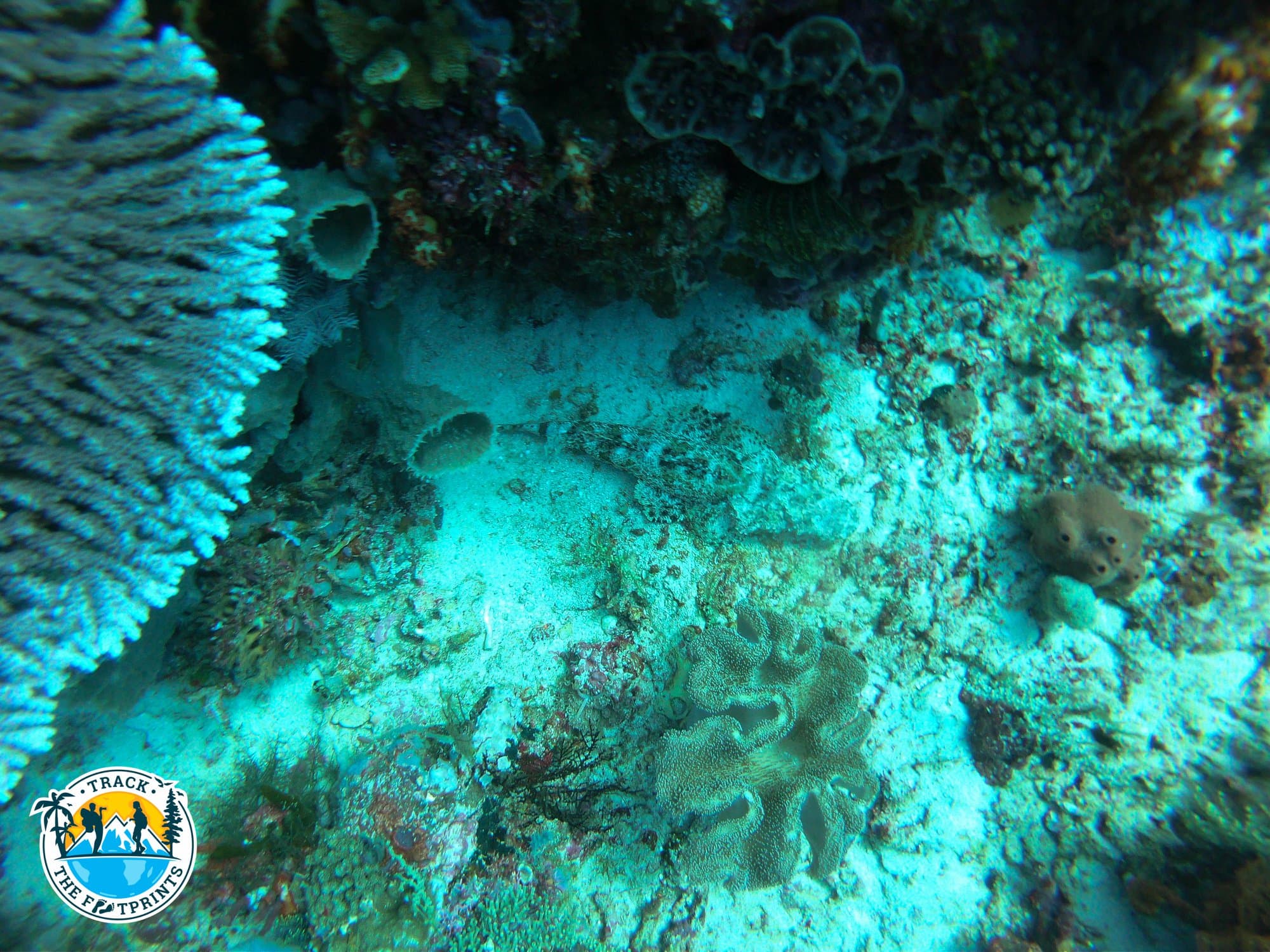 This is a Crocodile fish, do you see it?