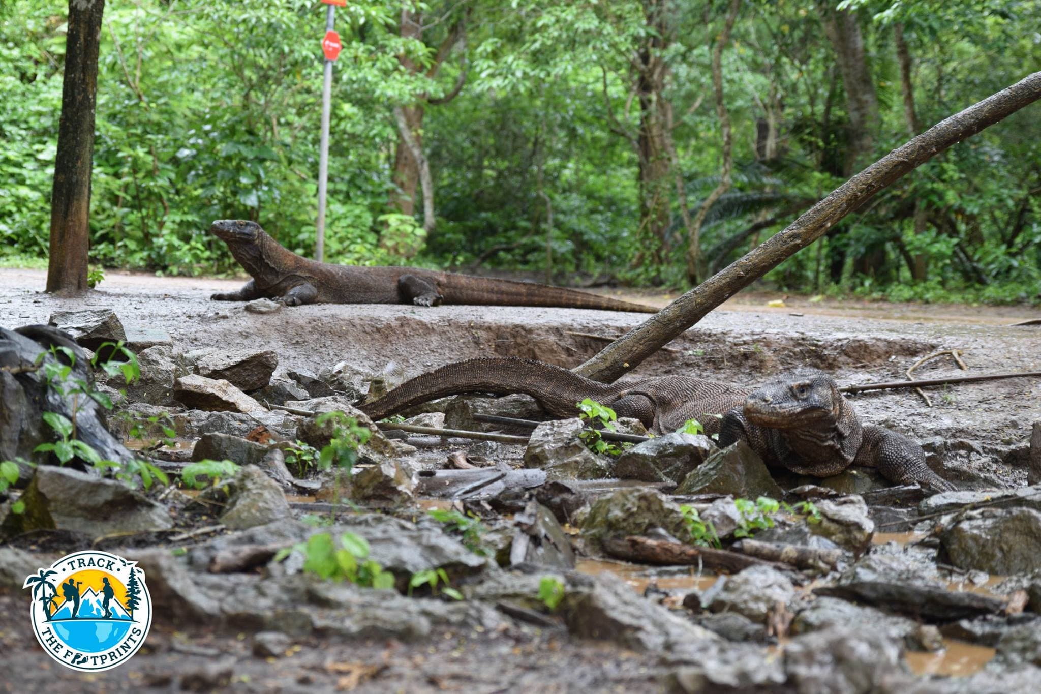Komodo Dragons, Komodo National Park