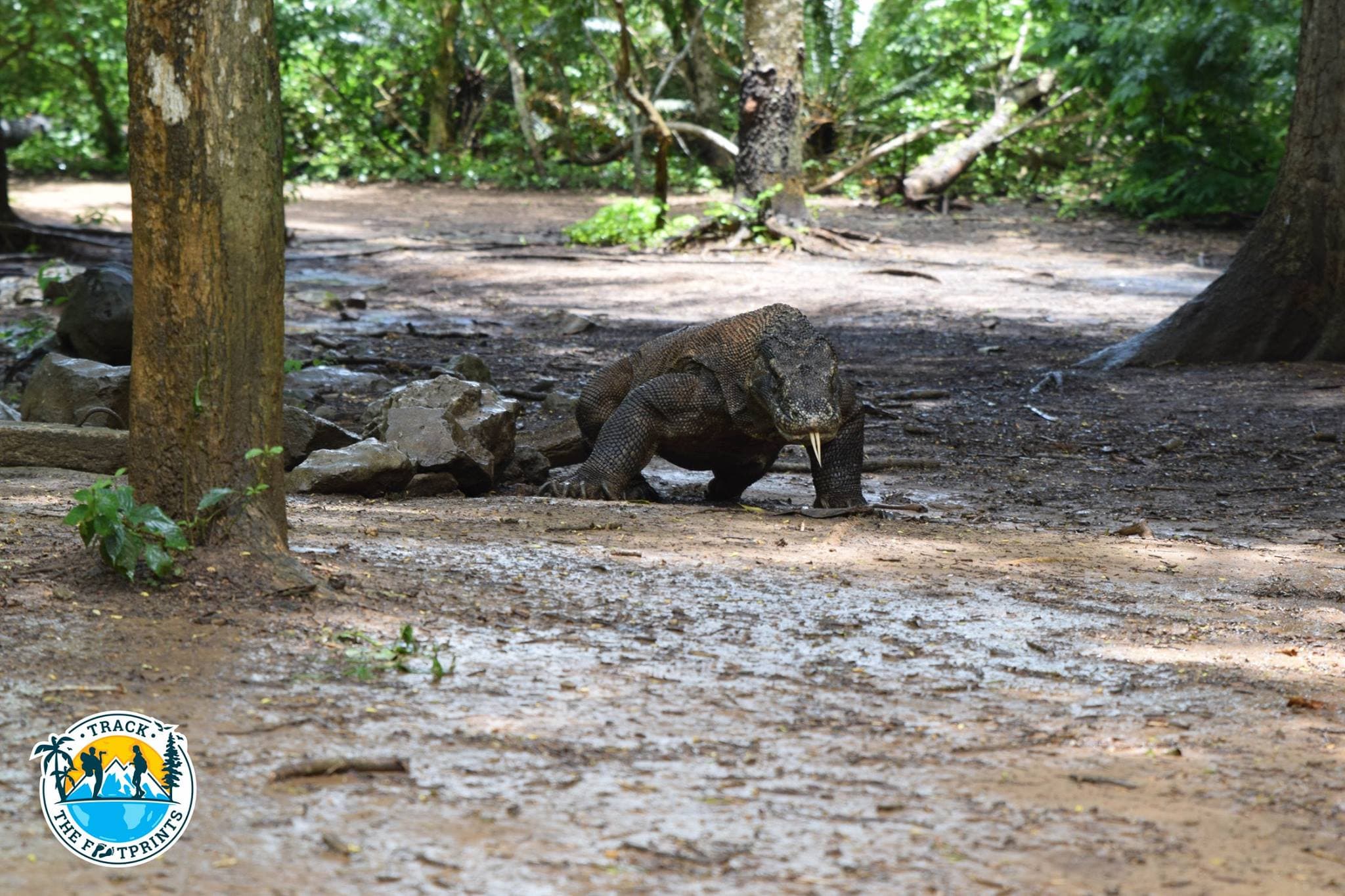 First move of Dragons for us! Komodo National Park