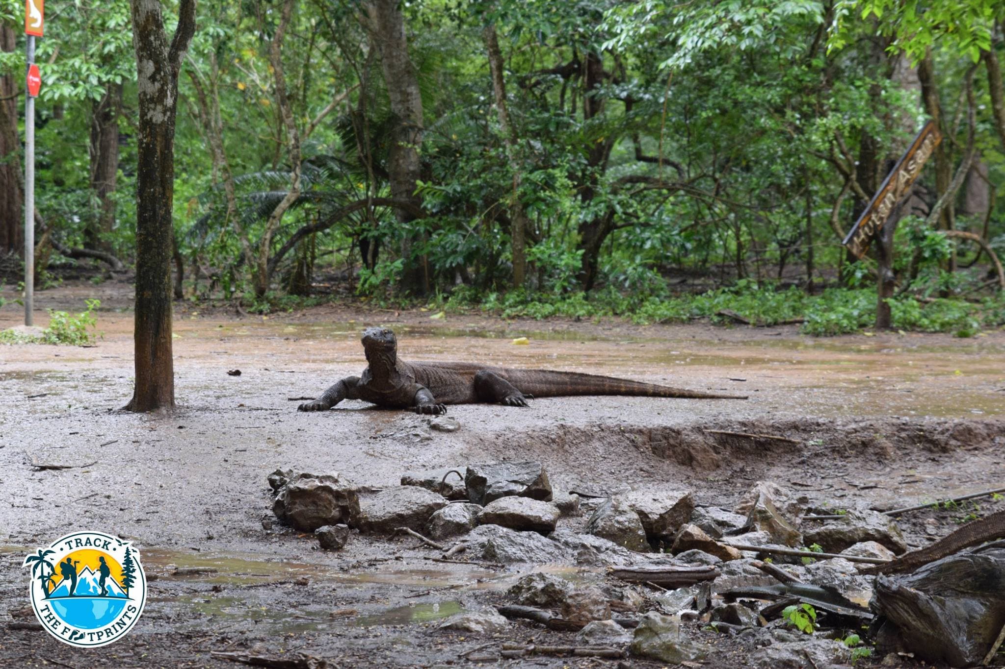 Impressive dragon! Komodo National Park