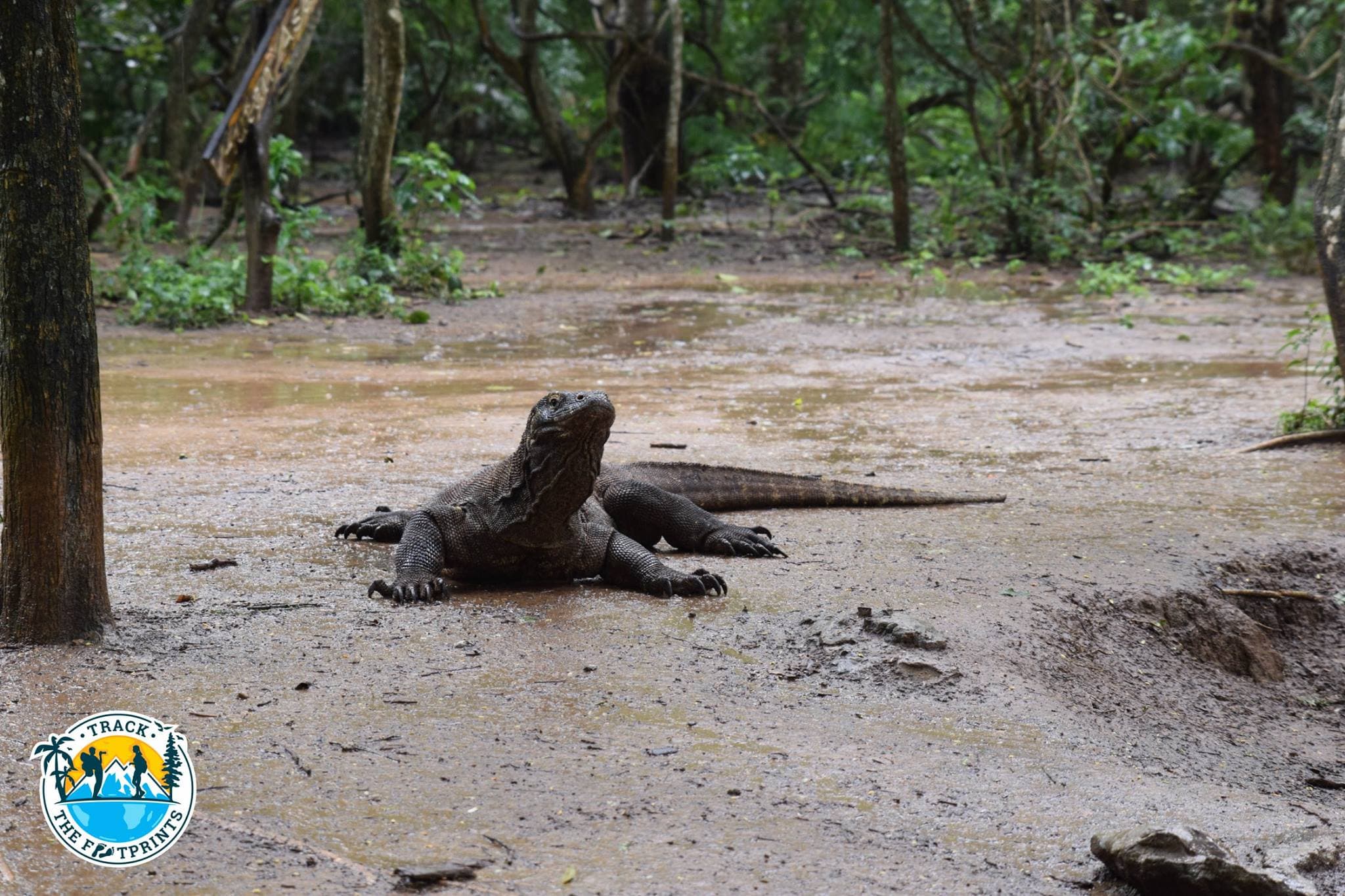 Looks like he saw us! Komodo National Park