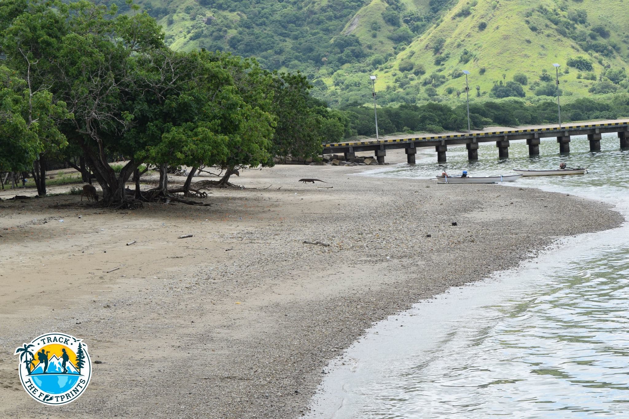 You can see a dragon on the beach, Komodo National Park