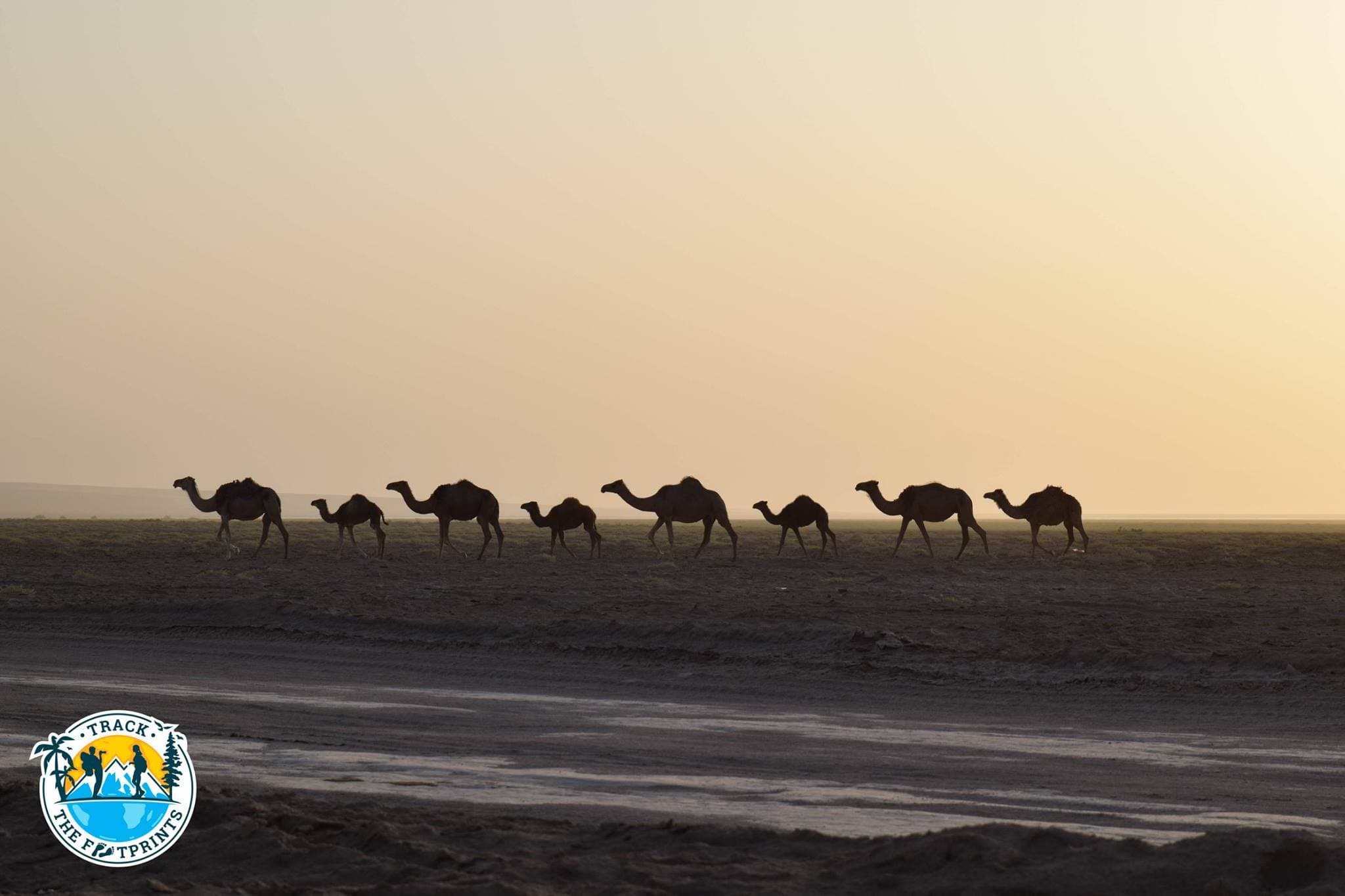 Kashan: Hundreds of Camels and a Desert Caravanserai at Sunset