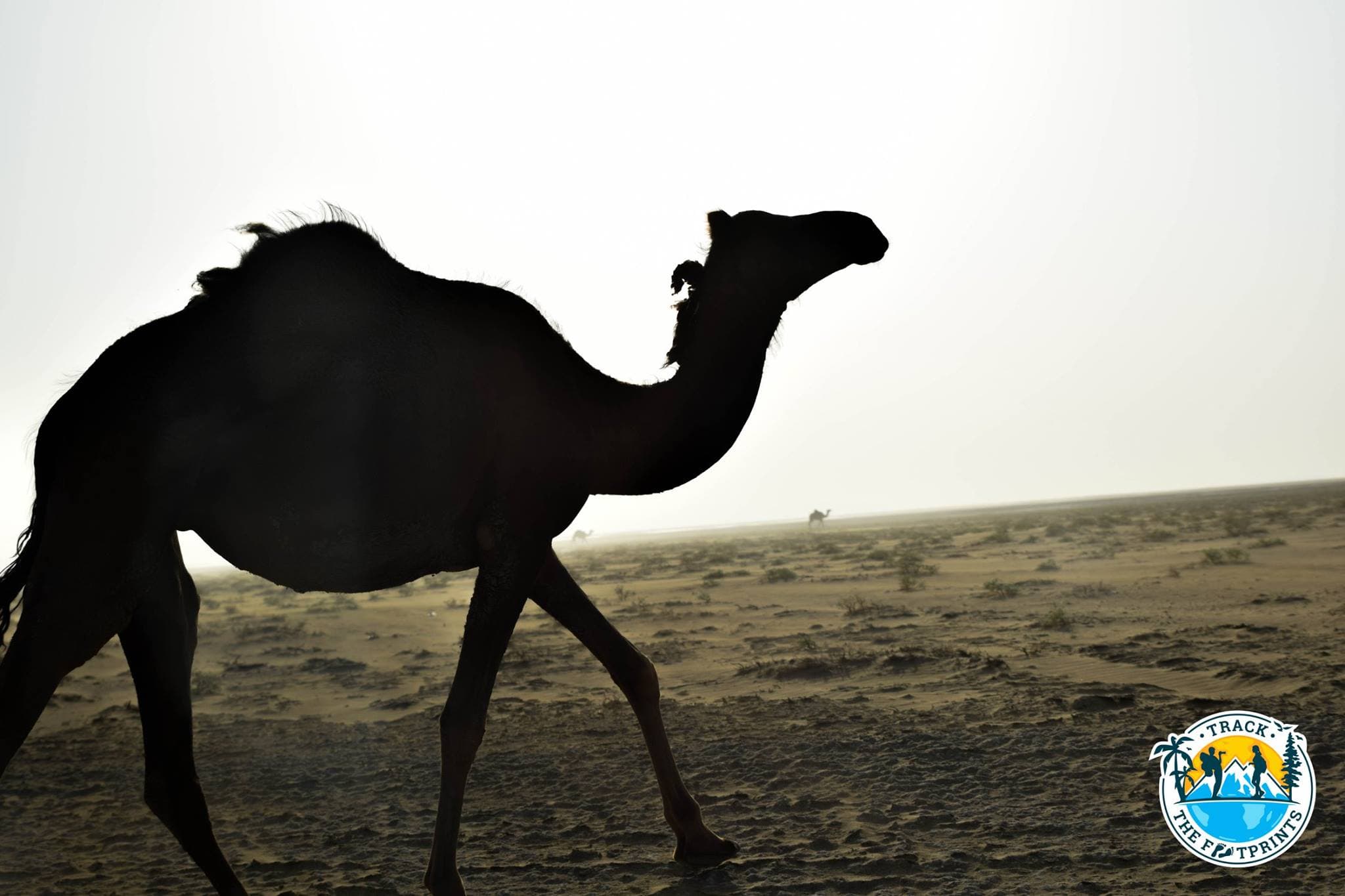 Nice camel in the Maranjab Desert
