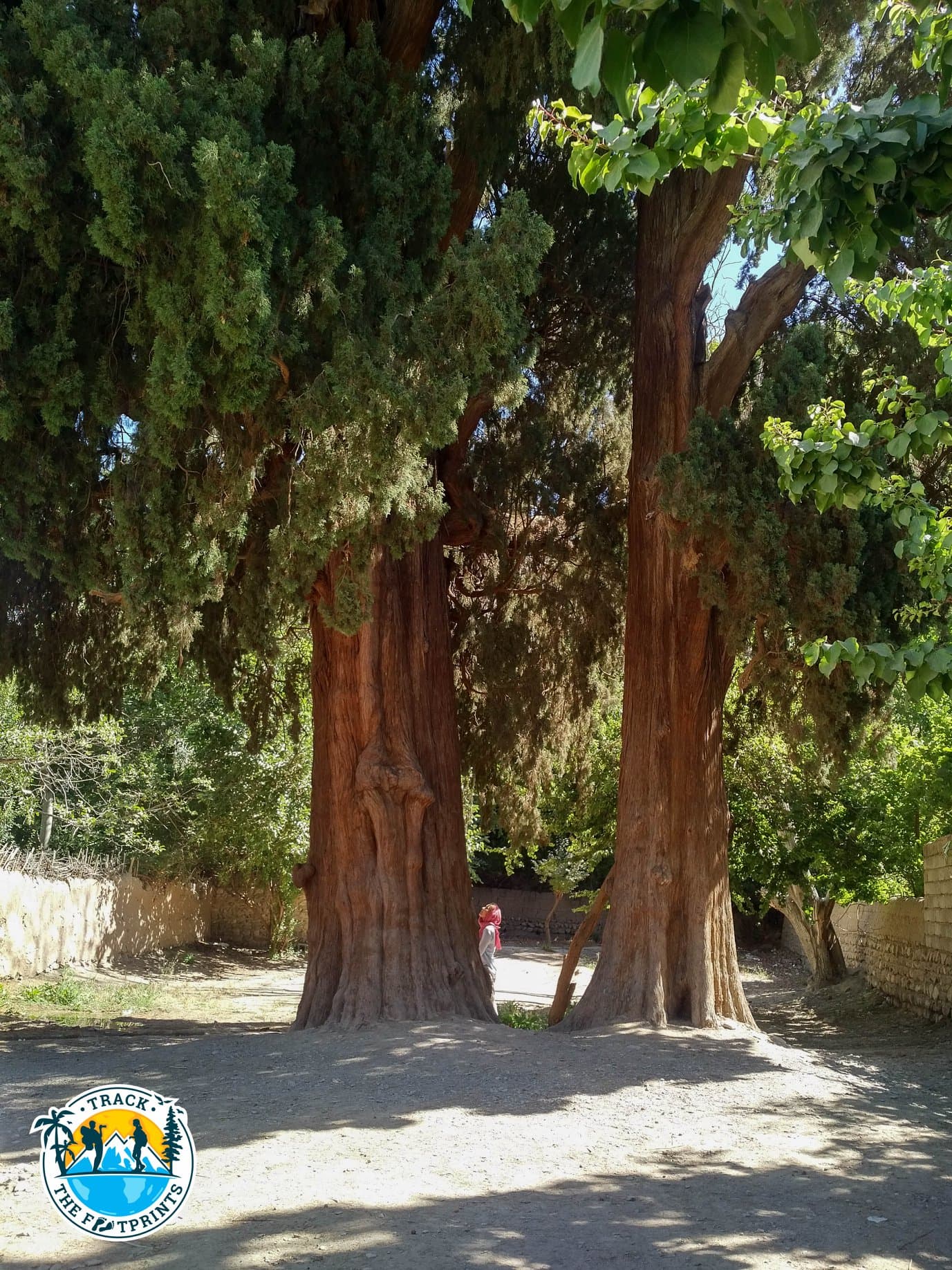 Cyprus old trees! More than 1000 years ...