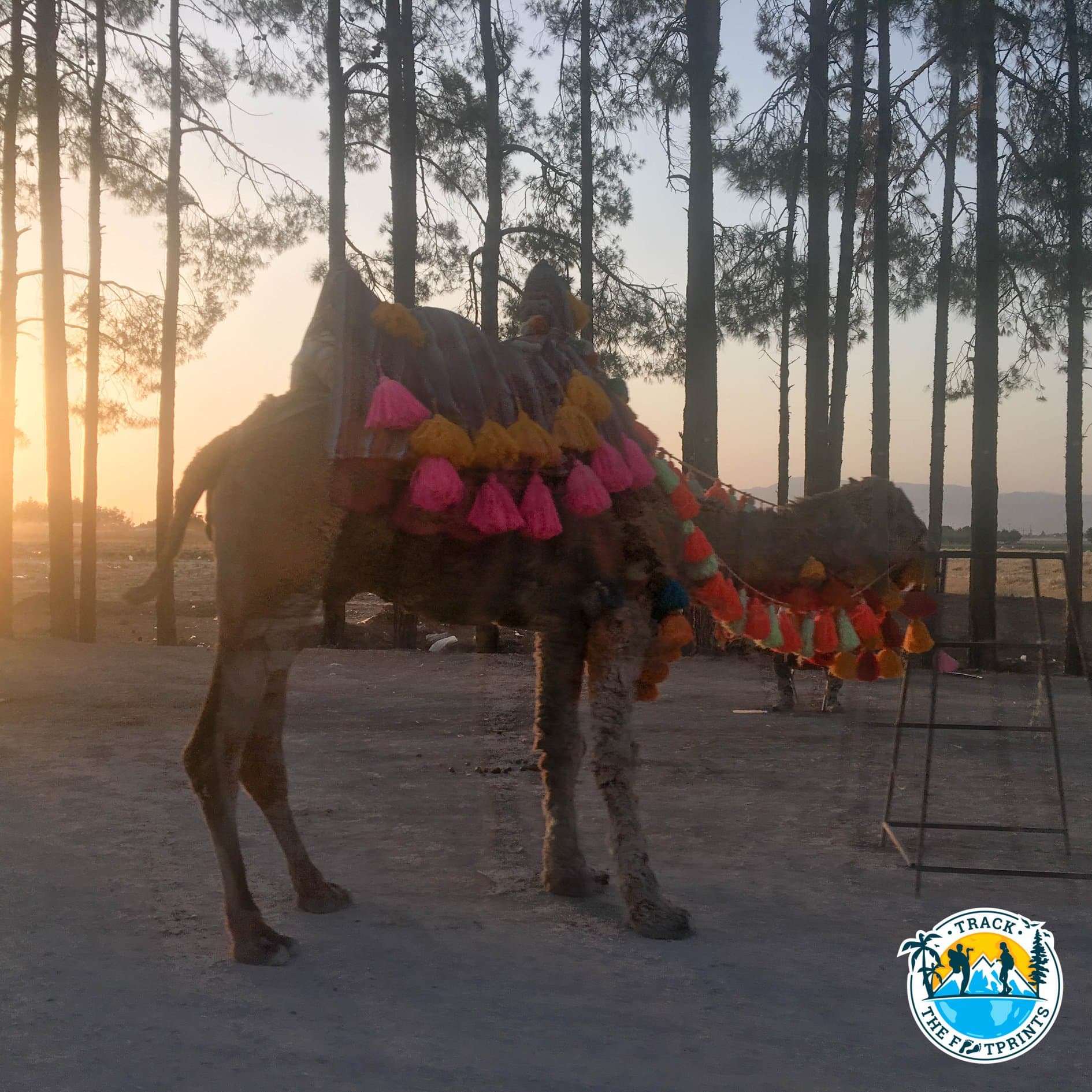The first camel we saw in Iran!