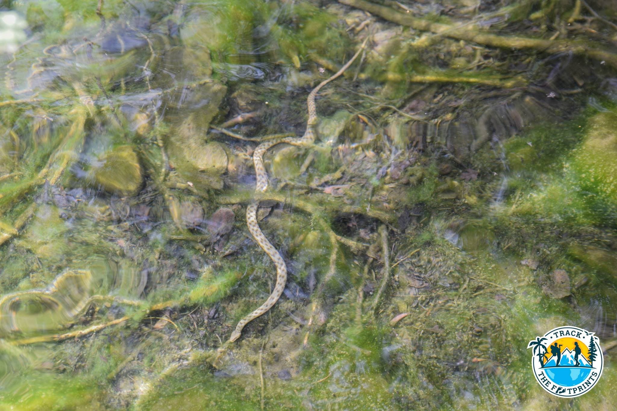 One snake we spotted just close to us — Lake Sary-Chelek