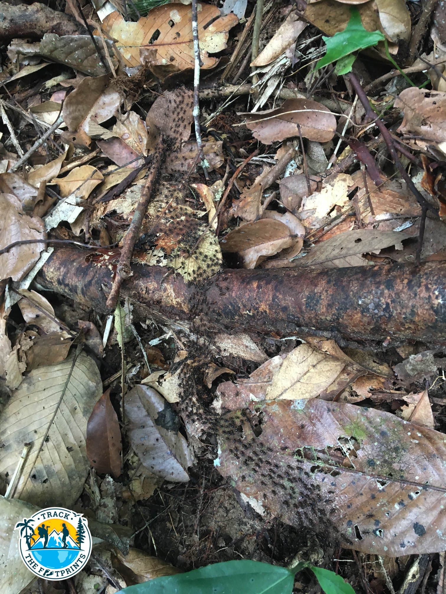 Ants family in the jungle of Taman Negara